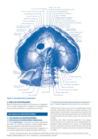 ANNÉE UNIVERSITAIRE 2016-2017 / THEME VIII : LA RESPIRATION / PCEM1 11
4. RÔLE DU DIAPHRAGME.
Muscle inspirateur principal, se contracte en s’appuyant
sur le contenu abdominal; il élargit les 3 diamètres du
thorax (antéro-postérieur, transversal et vertical).
LES MUSCLES RESPIRATOIRES
1. LES MUSCLES INSPIRATOIRES.
1.1 LES MUSCLES INSPIRATOIRES PRINCIPAUX.
1.1.1 Le diaphragme : Constitue le muscle inspiratoire
principal. Sa contraction abaisse le dôme diaphragma-
tique et augmente le diamètre vertical du thorax.
Parallèlement au cours de sa contraction il s’appuie sur
les viscères abdominaux et élève les côtes inférieures.
1.1.2 Les muscles intercostaux externes et moyens (Fi-
gure 1) élèvent également les côtes en se contractant.
L’élévation des côtes sous l’action du diaphragme et des
muscles intercostaux externes et moyens entraîne une
augmentation du diamètre transversal du thorax du fait
de l’écartement des côtes quand elles sont attirées vers
le haut (mouvement de rotation autour de l’axe du col de
la côte).
L’élévation des côtes entraîne également une projec-
tion du sternum vers l’avant d’où une augmentation du
diamètre antéro-postérieur du thorax. Le diaphragme,
muscle inspirateur principal intervient dans plus de 2/3
du volume d’air inspiré au cours de la respiration de base
au repos.
Figure 5 : Face abdominale du diaphragme
Ce poly a ete telechargé depuis med-tmss.blogspot.com/2016/08/cours.html | Page Fb : www.facebook.com/Faculte.de.Medecine.TMSS
 
