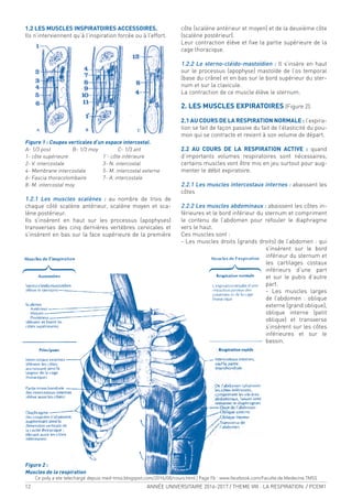12 ANNÉE UNIVERSITAIRE 2016-2017 / THEME VIII : LA RESPIRATION / PCEM1
1.2 LES MUSCLES INSPIRATOIRES ACCESSOIRES.
Ils n’interviennent qu’à l’inspiration forcée ou à l’effort.
Figure 1 : Coupes verticales d’un espace intercostal.
A- 1/3 post B- 1/3 moy C- 1/3 ant
1- côte supérieure 1’- côte inférieure
2- V. intercostale 3- N. intercostal
4- Membrane intercostale 5- M. intercostal externe
6- Fascia thoracolombaire 7- A. intercostale
8- M. intercostal moy
1.2.1 Les muscles scalènes : au nombre de trois de
chaque côté scalène antérieur, scalène moyen et sca-
lène postérieur.
Ils s’insèrent en haut sur les processus (apophyses)
transverses des cinq dernières vertèbres cervicales et
s’insèrent en bas sur la face supérieure de la première
côte (scalène antérieur et moyen) et de la deuxième côte
(scalène postérieur).
Leur contraction élève et ixe la partie supérieure de la
cage thoracique.
1.2.2 Le sterno-cléido-mastoïdien : Il s’insère en haut
sur le processus (apophyse) mastoïde de l’os temporal
(base du crâne) et en bas sur le bord supérieur du ster-
num et sur la clavicule.
La contraction de ce muscle élève le sternum.
2. LES MUSCLES EXPIRATOIRES (Figure 2).
2.1 AU COURS DE LA RESPIRATION NORMALE : l’expira-
tion se fait de façon passive du fait de l’élasticité du pou-
mon qui se contracte et revient à son volume de départ.
2.2 AU COURS DE LA RESPIRATION ACTIVE : quand
d’importants volumes respiratoires sont nécessaires,
certains muscles vont être mis en jeu surtout pour aug-
menter le débit expiratoire.
2.2.1 Les muscles intercostaux internes : abaissent les
côtes
2.2.2 Les muscles abdominaux : abaissent les côtes in-
férieures et le bord inférieur du sternum et compriment
le contenu de l’abdomen pour refouler le diaphragme
vers le haut.
Ces muscles sont :
- Les muscles droits (grands droits) de l’abdomen : qui
s’insèrent sur le bord
inférieur du sternum et
les cartilages costaux
inférieurs d’une part
et sur le pubis d’autre
part.
- Les muscles larges
de l’abdomen : oblique
externe (grand oblique),
oblique interne (petit
oblique) et transverse
s’insèrent sur les côtes
inférieures et sur le
bassin.
Figure 2 :
Muscles de la respiration
Ce poly a ete telechargé depuis med-tmss.blogspot.com/2016/08/cours.html | Page Fb : www.facebook.com/Faculte.de.Medecine.TMSS
 