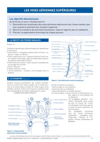 ANNÉE UNIVERSITAIRE 2016-2017 / THEME VIII : LA RESPIRATION / PCEM1 13
1. LE NEZ ET LES FOSSES NASALES
(Figure 1).
Charpente squelettique ostéocartilagineuse tapissée par
la muqueuse.
• Paroi externe : irrégulière, présence des 3 cornets : su-
périeur, moyen et inférieur
• Paroi supérieure ou toit : segment antérieur fronto-na-
sal, segment ethmoïdal, segment sphénoïdal antérieur
et segment sphénoïdal inférieur
• Paroi interne ou cloison : paroi osseuse complétée par
le cartilage de la cloison
• Paroi inférieure
• Oriice antérieur : (nez)
• Oriice postérieur : choanes, communiquant avec le
pharynx.
2. LE PHARYNX (Figure 2).
Conduit musculo-membraneux qui s’étend verticale-
ment en arrière des fosses nasales, de la cavité buc-
cale et du larynx depuis la base du crâne jusqu’à la 6e
vertèbre cervicale. Il fait communiquer la cavité buccale
avec l’œsophage et les fosses nasales avec le larynx
= CARREFOUR AERO-DIGESTIF
On décrit 3 parties au pharynx :
* partie nasale ou rhino-pharynx
* partie buccale ou oropharynx
* partie laryngienne ou laryngo-pharynx
Le voile du palais, cloison musculo-membraneuse mo-
bile sépare le rhino-pharynx de
l’oropharynx.
Les amygdales palatines : for-
mation lymphoïde paire située
de part et d’autre de l’oriice
oro-pharygien (isthme du gosier)
en avant du pilier postérieur du
voile du palais.
Les amygdales constituent
avec les autres formations
lymphoïdes : amygdales pha-
ryngiennes, tubaires et lin-
guales l’anneau lymphatique de
Waldeyer.
LES VOIES AÉRIENNES SUPÉRIEURES
Les objectifs éducationnels
Au terme de ce cours, l’étudiant pourra :
1- Reconnaître les constituants des voies aériennes supérieures (nez, fosses nasales, pha-
rynx, larynx) en précisant leur situation respective.
2- Décrire la trachée et les bronches (constitution, trajet et rapports dans le médiastin).
3- Préciser la segmentation bronchique de chaque poumon.
Figure 1 : Coupe frontale
passant par le voile du palais.
Figure 2 : Vue latérale des muscles du pharynx
Ce poly a ete telechargé depuis med-tmss.blogspot.com/2016/08/cours.html | Page Fb : www.facebook.com/Faculte.de.Medecine.TMSS
 