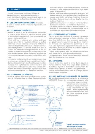 14 ANNÉE UNIVERSITAIRE 2016-2017 / THEME VIII : LA RESPIRATION / PCEM1
3. LE LARYNX.
Le larynx est un organe hautement différencié.
Il a deux fonctions : respiratoire et phonatoire.
Impair et médian, il est situé à la partie antérieure du cou
et correspond aux 4è, 5e et 6e vertèbre cervicale.
3.1 LES CARTILAGES DU LARYNX (Figure 3).
Ils sont au nombre de 11, 3 médians impairs et 4 pairs
et latéraux.
3.1.1 LE CARTILAGE CRICOÏDE (CC).
- Médian et impair, il est le plus inférieur, constituant
la base du larynx, il forme la transition entre le larynx
et le premier anneau trachéal. Il est comparable à une
bague à chaton postérieur.
- L’arc antérieur : présente une surface antérieure
concave en arrière et régulièrement lisse, sa surface
extérieure convexe présente sur la ligne médiane un
tubercule de part et d’autre duquel s’insèrent les mus-
cles cricothyroïdiens. En arrière, à son union avec le
chaton, elle présente sur la ligne médiane le bec cri-
coïdien; le bord supérieur oblique en haut et en arrière
où il tend à s’épaissir, donne insertion à la membrane
cricothyroïdienne et aux muscles cricothyroïdiens laté-
raux.
- Le chaton cricoïdien présente une face antérieure lisse
et concave, une face postérieure munie d’une crête mé-
diane verticale délimitant deux fossettes où se ixent les
muscles crico-arythénoïdiens postérieurs et un bord
supérieur. Le bord supérieur présente 2 surfaces arti-
culaires destinées aux cartilages aryténoïdes; le bord
inférieur donne insertion à la membrane trachéale.
3.1.2 LE CARTILAGE THYROÏDE (CT).
- Impair et médian, il est situé immédiatement au-des-
sous de l’os hyoïde; il est formé par 2 plaques latérales
verticales, obliques en arrière et en dehors, réunies en
avant sur la ligne médiane en formant un angle dièdre
ouvert en arrière à 90°.
- Sa face antérieure présente une saillie antérieure an-
guleuse qui est la pomme d’Adam. La crête oblique sur
chaque quadrilatère est le lieu d’insertion du sterno-
thyroïdien, du constricteur inférieur du pharynx et du
cartilage thyroïdien.
- Le bord supérieur avec son incisure (échancrure) mé-
diane donne insertion à la membrane thyroïdienne.
- Les bords postérieurs verticaux donnent insertion aux
muscles et à la membrane cricothyroïdienne. Ils se
prolongent par les cornes supérieure et inférieure.
3.1.3 LES CARTILAGES ARYTÉNOÏDES.
Pairs et symétriques, en forme de pyramide triangulaire,
avec une base qui repose sur le chaton cricoïdien; cette
base émet latéralement deux processus (apophyses) :
une postéro-externe volumineuse qui donne insertion
aux muscles crico-arythénoïdiens postérieurs et laté-
raux, c’est le processus (apophyse) musculaire, une an-
téro-interne, moins volumineuse et qui donne insertion
aux cordes vocales inférieures.
La face antéro-externe avec une dépression inférieure
point d’insertion du muscle thyroarythénoïdien.
La face postérieure donne insertion au muscle aryténoï-
dien. Une face interne et un sommet.
3.1.4 L’ÉPIGLOTTE.
Impaire et médiane ayant la forme d’une raquette à
manche inférieur inséré dans l’angle dièdre postérieur
du cartilage thyroïde et dont le bord supérieur libre dé-
borde le bord supérieur du même cartilage thyroïde.
Sa face antérieure regarde la base de la langue, sa face
postérieure est pharyngée.
3.1.5 LES CARTILAGES CORNICULÉS DE SANTORI-
NI, les sésamoïdes antérieurs et enin, le cartilage de
MORGAGNI. Ce sont des cartilages pairs de petite taille
accessoires, les premiers sur-
montent les sommets des ary-
ténoïdes et les deuxièmes sont
situés à l’extrémité des liga-
ments thyro-arythenoïdiens,
les troisièmes se situent dans
les replis muqueux arythé-
no-épiglottiques.
Figure 3 : Schémas montrant
les cartilages du larynx
Ce poly a ete telechargé depuis med-tmss.blogspot.com/2016/08/cours.html | Page Fb : www.facebook.com/Faculte.de.Medecine.TMSS
 