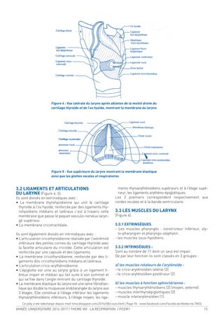 ANNÉE UNIVERSITAIRE 2016-2017 / THEME VIII : LA RESPIRATION / PCEM1 15
3.2 LIGAMENTS ET ARTICULATIONS
DU LARYNX (Figure 4, 5).
Ils sont divisés en extrinsèques avec :
• La membrane thyrohyoïdienne qui unit le cartilage
thyroïde à l’os hyoïde, renforcée par des ligaments thy-
rohyoïdiens médians et latéraux c’est à travers cette
membrane que passe le paquet vasculo-nerveux laryn-
gé supérieur.
• La membrane cricotrachéale.
Ils sont également divisés en intrinsèques avec :
• L’articulation cricothyroïdienne réalisée par l’extrémité
inférieure des petites cornes du cartilage thyroïde avec
la facette articulaire du cricoïde. Cette articulation est
renforcée par une capsule et des ligaments.
• La membrane cricothyroïdienne, renforcée par des li-
gaments dits cricothyroïdiens médians et latéraux.
• L’articulation crico-arythénoïdienne.
• L’épiglotte est unie au larynx grâce à un ligament i-
breux impair et médian qui fait suite à son sommet et
qui se ixe dans l’angle rentrant du cartilage thyroïde.
• La membrane élastique du larynx est une lame ibroélas-
tique qui double la muqueuse endolaryngée du larynx aux
3 étages. Elle constitue à l’étage inférieur les ligaments
thyroarythénoïdiens inférieurs, à l’étage moyen, les liga-
ments thyroarythénoïdiens supérieurs et à l’étage supé-
rieur, les ligaments arythéno-épiglottiques.
Les 2 premiers correspondent respectivement aux
cordes vocales et à la bande ventriculaire.
3.3 LES MUSCLES DU LARYNX
(Figure 6).
3.3.1 EXTRINSÈQUES
- Les muscles pharyngés : constricteur inférieur, sty-
lo-pharyngien et pharyngo-staphylin.
- les muscles sous-hyoïdiens.
3.3.2 INTRINSÈQUES :
Sont au nombre de 11 dont un seul est impair.
De par leur fonction ils sont classés en 3 groupes :
a) les muscles rotateurs de l’aryténoïde :
- le crico-aryténoïdien latéral (2)
- le crico-aryténoïdien postérieur (2)
b) les muscles à fonction sphinctérienne :
- muscles thyroarythénoïdiens (2) (moyen, externe)
- muscles interthyroépiglottiques (2)
- muscle interaryténoïdien (1).
Figure 4 : Vue latérale du larynx après ablation de la moitié droite du
cartilage thyroïde et de l’os hyoïde, montrant la membrane du larynx
Figure 5 : Vue supérieure du larynx montrant la membrane élastique
ainsi que les glottes vocales et respiratoires
Ce poly a ete telechargé depuis med-tmss.blogspot.com/2016/08/cours.html | Page Fb : www.facebook.com/Faculte.de.Medecine.TMSS
 