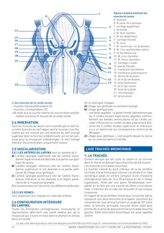 16 ANNÉE UNIVERSITAIRE 2016-2017 / THEME VIII : LA RESPIRATION / PCEM1
c) les muscles de la corde vocale :
- muscles thyroarythénoïdiens (2)
- muscles cricothyroïdiens (2)
>A noter que la couche interne du muscle thyro-arythé-
noïdien constitue le muscle de la corde vocale.
3.4 INNERVATION.
Tous les muscles du larynx sont innervés par le nerf ré-
current, branche du nerf vague sauf le muscle crico-thy-
roïdien qui est innervé par une branche du nerf laryngé
supérieur dont la fonction prédominante est en fait sen-
sitive pour la muqueuse endolaryngée; le nerf laryngé
inférieur (récurrent) étant uniquement moteur.
3.5 VASCULARISATION.
3.5.1 LES ARTÈRES DU LARYNX sont au nombre de 3 :
a) L’artère laryngée supérieure née de l’artère thyroï-
dienne supérieure et est destinée à la partie sus-glot-
tique du larynx.
b) L’artère laryngée inférieure née de l’artère thyroï-
dienne supérieure et est destinée à la partie anté-
rieure de l’étage sous-glottique.
c) L’artère laryngée postérieure née de l’artère thyroï-
dienne inférieure et est destinée à la région posté-
rieure de la muqueuse laryngée.
Des anastomoses ont lieu entre ces différents pédicules.
3.5.2 LES VEINES :
Leur disposition est calquée sur celle des artères.
3.6 CONFIGURATION INTÉRIEURE
DU LARYNX.
Toutes les formations cartilagineuses, musculaires et
ligamentaires délimitent une cavité revêtue par de la
muqueuse qui s’ouvre en haut dans le pharynx et en bas
dans la trachée.
On lui distingue 3 étages :
a) L’étage sus-glottique ou vestibule laryngé.
b) L’étage glottique avec :
- une fente sagittale : la glotte limitée latéralement par
les 2 cordes vocales supérieures appelées commu-
nément les bandes ventriculaires et les cordes vo-
cales inférieures ou cordes vocales proprement dite.
- entre les 2 cordes vocales supérieure et inférieure,
il y a un diverticule qui correspond au ventricule de
Morgagni.
c) L’étage sous-glottique : c’est la partie basse du larynx
qui se continue dans la trachée.
L’AXE TRACHEO-BRONCHIQUE
1. LA TRACHÉE.
Conduit aérique qui fait suite au larynx et se termine
dans le thorax en donnant deux branches de bifurcation :
Les bronches principales (souches).
La trachée s’étend du bord inférieur de la 6e vertèbre
cervicale à la 4e thoracique. Elle est constituée d’un tube
cylindrique aplati en arrière composé d’une charpente
cartilagineuse faite de 16 à 20 anneaux en fer à cheval
superposés, reliés par une gaine ibroélastique com-
plétée en arrière par une couche de ibres musculaires
lisse. L’intérieur de ce tube est recouvert d’une tunique
muqueuse.
En regard de la 4e vertèbre thoracique, la trachée donne
naissance aux deux bronches principales (souches) qui
s’écartent de l’axe vertical formant un angle de 70° entre
elles, la bronche principale (souche) droite étant plus
proche de la verticale que la bronche principale (souche)
gauche. Cette bifurcation bronchique est aussi appelée
carène.
Figure 6 schéma montrant les
muscles du larynx
A. Vestibule
B. B cavité intra-glottique.
1- cartilage épiglottique
2- Os hyoïde
3- M. thyro-hyoïdien
4- M. ary-épiglottique.
5- Cartilage thyroïde.
6- M. vocal.
7- M. constricteur inf. du pharynx.
8- M. crico-arythénoïdien latéral
9- Vx thyroïdiens sup.
10- M. crico-thyroïdien
11- M. sterno-thyroïdien.
12- Cartilage cricoïde
13- glande thyroïde
14- membrane thyroïdienne
15- membrane quadrangulaire.
16- Ventricule du larynx.
17- pli et lgt vestibulaire.
18- fente vestibulaire.
19- pli et lgts vocaux.
20- fente de la glotte.
21- cône élastique.
22- lgt annulaire.
Ce poly a ete telechargé depuis med-tmss.blogspot.com/2016/08/cours.html | Page Fb : www.facebook.com/Faculte.de.Medecine.TMSS
 