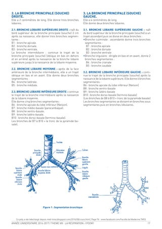 ANNÉE UNIVERSITAIRE 2016-2017 / THEME VIII : LA RESPIRATION / PCEM1 17
2. LA BRONCHE PRINCIPALE (SOUCHE)
DROITE.
Elle a 2 centimètres de long. Elle donne trois bronches
lobaires.
2.1. BRONCHE LOBAIRE SUPÉRIEURE DROITE : naît du
bord supérieur de la bronche principale (souche) 2 cm
après sa naissance, elle donne trois bronches segmen-
taires :
B1 : bronche apicale.
B2 : bronche dorsale.
B3 : bronche ventrale.
La bronche intermédiaire : continue le trajet de la
bronche principale (souche) (oblique en bas en dehors
et en arrière) après la naissance de la bronche lobaire
supérieure jusqu’à la naissance de la lobaire moyenne.
2.2. BRONCHE LOBAIRE MOYENNE : après de la face
antérieure de la bronche intermédiaire, elle a un trajet
oblique en bas et en avant. Elle donne deux bronches
segmentaires :
B4 : bronche latérale.
B5 : bronche médiale.
2.3. BRONCHE LOBAIRE INFÉRIEURE DROITE : continue
le trajet de la bronche intermédiaire après la naissance
de la lobaire moyenne.
Elle donne cinq bronches segmentaires :
B6 : bronche apicale du lobe inférieur (Nelson).
B7 : bronche médio-basale (paracardiaque).
B8 : bronche ventro-basale.
B9 : bronche latéro-basale.
B10 : bronche dorso-basale (termino-basale).
Les bronches de B7 à B10 = le tronc de la pyramide ba-
sale).
3. LA BRONCHE PRINCIPALE (SOUCHE)
GAUCHE.
Elle a 4 centimètres de long.
Elle donne deux bronches lobaires.
3.1. BRONCHE LOBAIRE SUPÉRIEURE GAUCHE : naît
du bord supérieur de la bronche principale (souche) a un
trajet ascendant puis se divise en deux bronches :
•Bronche culminale : ascendante donne trois bronches
segmentaires :
B1 : bronche apicale
B2 : bronche dorsale
B3 : bronche ventrale
•Bronche lingulaire : dirigée en bas et en avant, donne 2
bronches segmentaires :
B4 : bronche craniale
B5 : bronche caudale
3.2. BRONCHE LOBAIRE INFÉRIEURE GAUCHE : conti-
nue le trajet de la bronche principale (souche) après la
naissance de la lobaire supérieure. Elle donne 4 bronches
segmentaires :
B6 : bronche apicale du lobe inférieur (Nelson)
B8 : bronche ventro-basale
B9 : bronche latéro-basale
B10 : bronche dorso-basale (termino-basale)
(Les bronches de B8 à B10 = tronc de la pyramide basale)
Les bronches segmentaires se divisent en bronches sous
segmentaires puis en bronches lobulaires.
Figure 1 : Segmentation bronchique
Ce poly a ete telechargé depuis med-tmss.blogspot.com/2016/08/cours.html | Page Fb : www.facebook.com/Faculte.de.Medecine.TMSS
 