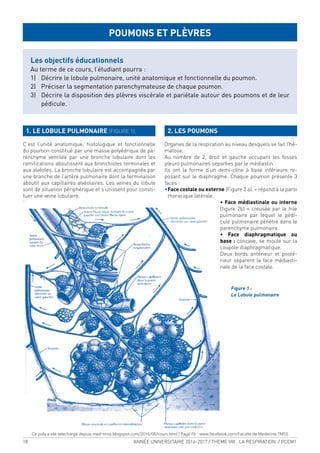 18 ANNÉE UNIVERSITAIRE 2016-2017 / THEME VIII : LA RESPIRATION / PCEM1
1. LE LOBULE PULMONAIRE (FIGURE 1).
C’est l’unité anatomique, histologique et fonctionnelle
du poumon constitué par une masse polyédrique de pa-
renchyme ventilée par une bronche lobulaire dont les
ramiications aboutissent aux bronchioles terminales et
aux alvéoles. La bronche lobulaire est accompagnée par
une branche de l’artère pulmonaire dont la terminaison
aboutit aux capillaires alvéolaires. Les veines du lobule
sont de situation périphérique et s’unissent pour consti-
tuer une veine lobulaire.
2. LES POUMONS
Organes de la respiration au niveau desquels se fait l’hé-
matose.
Au nombre de 2, droit et gauche occupant les fosses
pleuro pulmonaires séparées par le médiastin.
Ils ont la forme d’un demi-cône à base inférieure re-
posant sur le diaphragme. Chaque poumon présente 3
faces :
•Face costale ou externe (Figure 2 a). = répond à la paroi
thoracique latérale.
• Face médiastinale ou interne
(igure 2b) = creusée par le hile
pulmonaire par lequel le pédi-
cule pulmonaire pénètre dans le
parenchyme pulmonaire.
• Face diaphragmatique ou
base : concave, se moule sur la
coupole diaphragmatique.
Deux bords antérieur et posté-
rieur séparent la face médiasti-
nale de la face costale.
POUMONS ET PLÈVRES
Les objectifs éducationnels
Au terme de ce cours, l’étudiant pourra :
1) Décrire le lobule pulmonaire, unité anatomique et fonctionnelle du poumon.
2) Préciser la segmentation parenchymateuse de chaque poumon.
3) Décrire la disposition des plèvres viscérale et pariétale autour des poumons et de leur
pédicule.
Figure 1 :
Le Lobule pulmonaire
Ce poly a ete telechargé depuis med-tmss.blogspot.com/2016/08/cours.html | Page Fb : www.facebook.com/Faculte.de.Medecine.TMSS
 