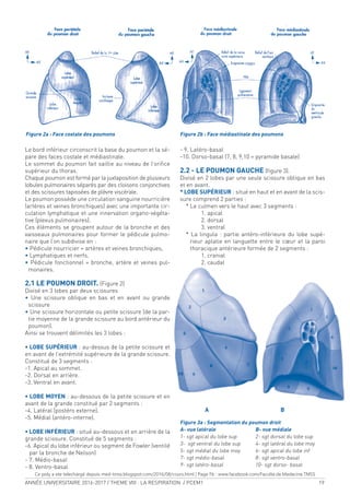 ANNÉE UNIVERSITAIRE 2016-2017 / THEME VIII : LA RESPIRATION / PCEM1 19
Le bord inférieur circonscrit la base du poumon et la sé-
pare des faces costale et médiastinale.
Le sommet du poumon fait saillie au niveau de l’oriice
supérieur du thorax.
Chaque poumon est formé par la juxtaposition de plusieurs
lobules pulmonaires séparés par des cloisons conjonctives
et des scissures tapissées de plèvre viscérale.
Le poumon possède une circulation sanguine nourricière
(artères et veines bronchiques) avec une importante cir-
culation lymphatique et une innervation organo-végéta-
tive (plexus pulmonaires).
Ces éléments se groupent autour de la bronche et des
vaisseaux pulmonaires pour former le pédicule pulmo-
naire que l’on subdivise en :
• Pédicule nourricier = artères et veines bronchiques,
• Lymphatiques et nerfs.
• Pédicule fonctionnel = bronche, artère et veines pul-
monaires.
2.1 LE POUMON DROIT. (Figure 2)
Divisé en 3 lobes par deux scissures
• Une scissure oblique en bas et en avant ou grande
scissure
• Une scissure horizontale ou petite scissure (de la par-
tie moyenne de la grande scissure au bord antérieur du
poumon).
Ainsi se trouvent délimités les 3 lobes :
• LOBE SUPÉRIEUR : au-dessus de la petite scissure et
en avant de l’extrémité supérieure de la grande scissure.
Constitué de 3 segments :
-1. Apical au sommet.
-2. Dorsal en arrière.
-3. Ventral en avant.
• LOBE MOYEN : au-dessous de la petite scissure et en
avant de la grande constitué par 2 segments :
-4. Latéral (postéro externe).
-5. Médial (antéro-interne).
• LOBE INFÉRIEUR : situé au-dessous et en arrière de la
grande scissure. Constitué de 5 segments :
-6. Apical du lobe inférieur ou segment de Fowler (ventilé
par la bronche de Nelson)
- 7. Médio-basal
- 8. Ventro-basal
- 9. Latéro-basal
-10. Dorso-basal (7, 8, 9,10 = pyramide basale)
2.2 - LE POUMON GAUCHE (igure 3).
Divisé en 2 lobes par une seule scissure oblique en bas
et en avant.
* LOBE SUPÉRIEUR : situé en haut et en avant de la scis-
sure comprend 2 parties :
* Le culmen vers le haut avec 3 segments :
1. apical
2. dorsal
3. ventral
* La lingula : partie antéro-inférieure du lobe supé-
rieur aplatie en languette entre le cœur et la paroi
thoracique antérieure formée de 2 segments :
1. cranial
2. caudal
Figure 2a : Face costale des poumons Figure 2b : Face médiastinale des poumons
Figure 3a : Segmentation du poumon droit
A- vue latérale B- vue médiale
1- sgt apical du lobe sup 2- sgt dorsal du lobe sup
3- sgt ventral du lobe sup 4- sgt latéral du lobe moy
5- sgt médial du lobe moy 6- sgt apical du lobe inf
7- sgt médio-basal 8- sgt ventro-basal
9- sgt latéro-basal 10- sgt dorso- basal
A B
Ce poly a ete telechargé depuis med-tmss.blogspot.com/2016/08/cours.html | Page Fb : www.facebook.com/Faculte.de.Medecine.TMSS
 