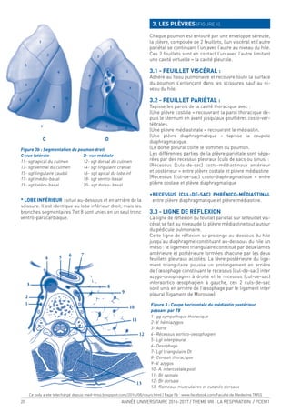20 ANNÉE UNIVERSITAIRE 2016-2017 / THEME VIII : LA RESPIRATION / PCEM1
* LOBE INFÉRIEUR : situé au-dessous et en arrière de la
scissure. Il est identique au lobe inférieur droit, mais les
bronches segmentaires 7 et 8 sont unies en un seul tronc
ventro-paracardiaque.
3. LES PLÈVRES (FIGURE 4).
Chaque poumon est entouré par une enveloppe séreuse,
la plèvre, composée de 2 feuillets, l’un viscéral et l’autre
pariétal se continuant l’un avec l’autre au niveau du hile.
Ces 2 feuillets sont en contact l’un avec l’autre limitant
une cavité virtuelle = la cavité pleurale.
3.1 - FEUILLET VISCÉRAL :
Adhère au tissu pulmonaire et recouvre toute la surface
du poumon s’enfonçant dans les scissures sauf au ni-
veau du hile.
3.2 - FEUILLET PARIÉTAL :
Tapisse les parois de la cavité thoracique avec :
(Une plèvre costale = recouvrant la paroi thoracique de-
puis le sternum en avant jusqu’aux gouttières costo-ver-
tébrales.
(Une plèvre médiastinale = recouvrant le médiastin.
(Une plèvre diaphragmatique = tapisse la coupole
diaphragmatique.
(Le dôme pleural coiffe le sommet du poumon.
Les différentes parties de la plèvre pariétale sont sépa-
rées par des recessus pleuraux (culs de sacs ou sinus) :
(Récessus [culs-de-sac] costo-médiastinaux antérieur
et postérieur = entre plèvre costale et plèvre médiastine
[Récessus (cul-de-sac) costo-diaphragmatique = entre
plèvre costale et plèvre diaphragmatique
•RECESSUS (CUL-DE-SAC) PHRÉNICO-MÉDIASTINAL
entre plèvre diaphragmatique et plèvre médiastine.
3.3 - LIGNE DE RÉFLEXION
La ligne de rélexion du feuillet pariétal sur le feuillet vis-
céral se fait au niveau de la plèvre médiastine tout autour
du pédicule pulmonaire.
Cette ligne de rélexion se prolonge au-dessous du hile
jusqu’au diaphragme constituant au-dessous du hile un
méso : le ligament triangulaire constitué par deux lames
antérieure et postérieure formées chacune par les deux
feuillets pleuraux accolés. La lèvre postérieure du liga-
ment triangulaire pousse un prolongement en arrière
de l’œsophage constituant le recessus (cul-de-sac) inter
azygo-œsophagien à droite et le recessus (cul-de-sac)
interaortico œsophagien à gauche, ces 2 culs-de-sac
sont unis en arrière de l’œsophage par le ligament inter
pleural (ligament de Morosow).
Figure 3b : Segmentation du poumon droit
C-vue latérale D- vue médiale
11- sgt apical du culmen 12- sgt dorsal du culmen
13- sgt ventral du culmen 14- sgt lingulaire cranial
15- sgt lingulaire caudal 16- sgt apical du lobe inf
17- sgt médio-basal 18- sgt ventro-basal
19- sgt latéro-basal 20- sgt dorso- basal
Figure 3 : Coupe horizontale du médiastin postérieur
passant par T8
1- gg sympathique thoracique
2- V. hémiazygos
3- Aorte
4- Récessus aortico-oesophagien
5- Lgt interpleural
6- Oesophage
7- Lgt triangulaire Dt
8- Conduit thoracique
9- V. azygos
10- A. intercostale post.
11- Br spinale
12- Br dorsale
13- Rameaux musculaires et cutanés dorsaux
C D
Ce poly a ete telechargé depuis med-tmss.blogspot.com/2016/08/cours.html | Page Fb : www.facebook.com/Faculte.de.Medecine.TMSS
 