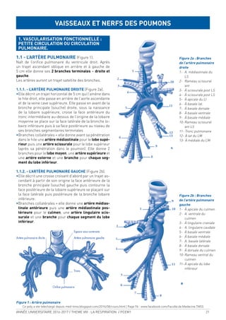 ANNÉE UNIVERSITAIRE 2016-2017 / THEME VIII : LA RESPIRATION / PCEM1 21
1. VASCULARISATION FONCTIONNELLE :
PETITE CIRCULATION OU CIRCULATION
PULMONAIRE.
1.1 - L’ARTÈRE PULMONAIRE (Figure 1).
Naît de l’oriice pulmonaire du ventricule droit. Après
un trajet ascendant oblique en arrière et à gauche de
5 cm elle donne ses 2 branches terminales = droite et
gauche.
Les artères auront un trajet satellite des bronches.
1.1.1. - L’ARTÈRE PULMONAIRE DROITE (Figure 2a).
•Elle décrit un trajet horizontal de 5 cm qui l’amène dans
le hile droit, elle passe en arrière de l’aorte ascendante
et de la veine cave supérieure. Elle passe en avant de la
bronche principale (souche) droite, sous la naissance
de la lobaire supérieure, croise la face antérieure du
tronc intermédiaire au-dessus de l’origine de la lobaire
moyenne se place sur la face latérale de la bronche lo-
baire inférieure puis à sa face postérieure au niveau de
ses bronches segmentaires terminales
•Branches collatérales = elle donne avant sa pénétration
dans le hile une artère médiastinale pour le lobe supé-
rieur puis une artère scissurale pour le lobe supérieur
(après sa pénétration dans le poumon). Elle donne 2
branches pour le lobe moyen, une artère supérieure et
une artère externe et une branche pour chaque seg-
ment du lobe inférieur.
1.1.2. - L’ARTÈRE PULMONAIRE GAUCHE (Figure 2b).
•Elle décrit une crosse croisant d’abord par un trajet as-
cendant à partir de son origine la face antérieure de la
bronche principale (souche) gauche puis contourne la
face postérieure de la lobaire supérieure se plaçant sur
la face latérale puis postérieure de la bronche lobaire
inférieure.
•Branches collatérales = elle donne une artère médias-
tinale antérieure puis une artère médiastinale pos-
térieure pour le culmen, une artère lingulaire scis-
surale et une branche pour chaque segment du lobe
inférieur.
VAISSEAUX ET NERFS DES POUMONS
Figure 2a : Branches
de l’artère pulmonaire
droite
1- A. médiastinale du
LS
2- Rameau scissural
ant
3- À scissurale post LS
4- À scissurale post LS
5- À apicale du LI
6- À basale lat.
7- À basale dorsale
8- À basale ventrale
9- À basale médiale
10-Rameau scissural
ant LS
11- Tronc pulmonaire
12- À lat du LM
13- À médiale du LM
Figure 2b : Branches
de l’artère pulmonaire
gauche
1- À apicale du culmen
2- A. ventrale du
culmen
3- À lingulaire craniale
4- A. lingulaire caudale
5- À basale ventrale
6- À basale médiale
7- A. basale latérale
8- À basale dorsale
9- À dorsale du culmen
10-Rameau ventral du
culmen
11-À apicale du lobe
inférieur
Figure 1 : Artère pulmonaire
Ce poly a ete telechargé depuis med-tmss.blogspot.com/2016/08/cours.html | Page Fb : www.facebook.com/Faculte.de.Medecine.TMSS
 