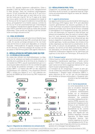 ANNÉE UNIVERSITAIRE 2016-2017 / THEME VIII : LA RESPIRATION / PCEM1 29
ferrine (Tf), appelée également sidérophiline. Celle-ci
possède 2 sites de ixation pour le fer, obligatoirement
à l’état ferrique. Dans les conditions physiologiques,
environ 1/3 de l’ensemble des sites de la Tf sont occu-
pés par du fer ferrique avec un pool total en fer circu-
lant de l’ordre de 4 mg (0,1 %). La Tf capte le fer libéré
des tissus après l’action de la ceruloplasmine (oxyde le
fer ferreux en fer ferrique) et le délivre à l’ensemble des
tissus, principalement à la moelle osseuse. L’entrée du
fer lié à la Tf se fait essentiellement par l’intermédiaire
d’un récepteur membranaire appelé récepteur à la Tf de
type 1 (RTf1), dont 80 % sont situés au niveau des cellules
érythroides. Cette entrée est régulée et permet d’éviter
toute surcharge cellulaire en fer.
1.3 - POOL DE RÉSERVE
Le fer est stocké au niveau de la ferritine à l’état ferrique.
Il s’agit d’une protéine de haut PM, constituée de 24 sous
unités. En cas de surcharge cellulaire en fer, les molé-
cules de ferritine en excès sont dégradées un composé
insoluble : l’hémosidérine. À l’opposé, lorsque la teneur
en fer diminue, la ferritine relargue de nouveau son fer
qui passe à l’état ferreux grâce à des agents réducteurs.
2 - RÉGULATION DU MÉTABOLISME DU FER
2.1 - À L’ÉCHELLE CELLULAIRE
Au niveau des cellules non érythroblastiques, La régu-
lation du fer cellulaire est basée principalement sur un
contrôle de la synthèse de la ferritine et du récepteur à
la transferrine (TfR1), assuré essentiellement par le ni-
veau du pool labile cellulaire en fer. Ce contrôle fait appel
à une famille de protéines nommées « iron regulatory
protein (IRP) ». La ixation des IRP sur des séquences
nucléotidiques non codantes « iron responsive element
(IRE) », situées aux régions 5’ ou 3’ non codantes res-
pectives de l’ARNm de la ferritine et du TfR1 module leur
traduction
Figure 2 : Régulation du métabolisme inra cellulaire du fer
2.2 - RÉGULATION DU POOL TOTAL
L’organisme ne possède pas des voies physiologiques
d’excrétion du fer en excès. Le capital ferrique de l’orga-
nisme est essentiellement régulé au niveau de l’absorp-
tion intestinale.
2.2. 1- apports alimentaires
Les apports alimentaires sous forme de fer héminique ou
non-héminique (>10 mg/jour dont 10 % sont absorbés)
couvrent généralement les besoins quotidiens en fer.
Le fer héminique est présent essentiellement dans les
protéines animales sous forme de fer ferreux complexé
à l’hémoglobine et la myoglobine (viande, foie, poisson).
Le fer non-héminique, en majorité à l’état ferrique, est
présent principalement dans les œufs et certains végé-
taux (riz, mais, épinards et féculents). L’absorption du
fer non-héminique est limitée et est inluencée par des
facteurs digestifs et alimentaires. Elle est favorisée par
l’acidité gastrique, l’acide ascorbique, les citrates et les
acides organiques qui favorisent la solubilisation du fer.
Par contre, le calcium, les phosphates, les oxalates, les
phytates, les tannins et les ibres alimentaires inhibent
son absorption, en formant des chélates insolubles. Le
rendement d’absorption digestive du fer héminique est
supérieur à celui du fer non-héminique; 30 % versus 5 %.
2.2. 2- Transport apical
L’hème traverse le pôle apical de l’entérocyte grâce à un
transporteur membranaire spéciique « heme carrier
protein 1 (HCP1). Dans le cytosol de l’entérocyte, l’hème
subit l’action d’une hème oxygénase libérant le Fe2+
, qui
rejoint le pool cytoplasmique labile.
Le transport du fer inorganique à travers le pole api-
cal de l’entérocyte villositaire fait appel au transporteur
membranaire « Divalent metal transportor (DMT1) »,
après réduction du Fe3+
en Fe2+
par une ferriréductase
de la bordure en brosse entérocytaire « Duodenal cyto-
chrome b like ferrireductase
(Dcytb) ».
2.2. 3- Sortie basolatérale
La sortie basolatérale du fer
vers la circulation nécessite
l’intervention conjuguée de
2 protéines membranaires
situées sur la membrane
basolatérale de l’entérocyte
villositaire. Ces protéines,
nommées héphaestine et fer-
rportine (FPN), assurent res-
pectivement l’oxydation du fer
ferreux et son transfert vers
la Tf plasmatique. La sortie
basolatérale du fer, comme
le relargage macropopha-
gique, sont régulés par une
protéine hépatique nommée
Hepcidine. Un faible niveau
d’hepcidine favorise l’ab-
sorption digestive et la sortie
macrophagique du fer. À l’op-
posé, un niveau élevé d’hepcidine diminue les entrées di-
gestives et le relargage macrophagique du fer.
Ce poly a ete telechargé depuis med-tmss.blogspot.com/2016/08/cours.html | Page Fb : www.facebook.com/Faculte.de.Medecine.TMSS
 