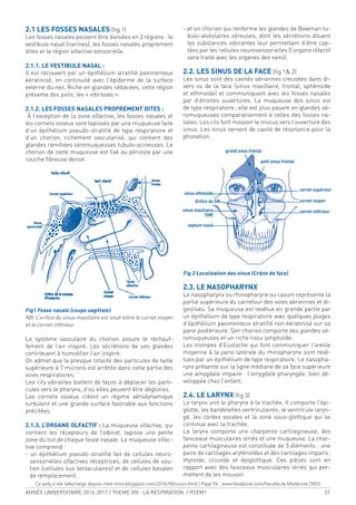 ANNÉE UNIVERSITAIRE 2016-2017 / THEME VIII : LA RESPIRATION / PCEM1 37
2.1 LES FOSSES NASALES (ig 1)
Les fosses nasales peuvent être divisées en 3 régions : le
vestibule nasal (narines), les fosses nasales proprement
dites et la région olfactive sensorielle.
2.1.1. LE VESTIBULE NASAL :
Il est recouvert par un épithélium stratiié pavimenteux
kératinisé, en continuité avec l’épiderme de la surface
externe du nez. Riche en glandes sébacées, cette région
présente des poils, les « vibrisses ».
2.1.2. LES FOSSES NASALES PROPREMENT DITES :
À l’exception de la zone olfactive, les fosses nasales et
les cornets osseux sont tapissés par une muqueuse faite
d’un épithélium pseudo-stratiié de type respiratoire et
d’un chorion, richement vascularisé, qui contient des
glandes ramiiées séromuqueuses tubulo-acineuses. Le
chorion de cette muqueuse est ixé au périoste par une
couche ibreuse dense.
Fig1 Fosse nasale (coupe sagittale)
NB: L’oriice du sinus maxillaire est situé entre le cornet moyen
et le cornet inférieur
Le système vasculaire du chorion assure le réchauf-
fement de l’air inspiré. Les sécrétions de ses glandes
contribuent à humidiier l’air inspiré.
On admet que la presque totalité des particules de taille
supérieure à 7 microns est arrêtée dans cette partie des
voies respiratoires.
Les cils vibratiles battent de façon à déplacer les parti-
cules vers le pharynx, d’où elles peuvent être dégluties.
Les cornets osseux créent un régime aérodynamique
turbulent et une grande surface favorable aux fonctions
précitées.
2.1.3. L’ORGANE OLFACTIF : La muqueuse olfactive, qui
contient les récepteurs de l’odorat, tapisse une petite
zone du toit de chaque fosse nasale. La muqueuse olfac-
tive comprend :
- un épithélium pseudo-stratiié fait de cellules neuro-
sensorielles olfactives réceptrices, de cellules de sou-
tien (cellules sus tentaculaires) et de cellules basales
de remplacement.
- et un chorion qui renferme les glandes de Bowman tu-
bulo-alvéolaires séreuses, dont les sécrétions diluent
les substances odorantes leur permettant d’être cap-
tées par les cellules neurosensorielles (l’organe olfactif
sera traité avec les organes des sens).
2.2. LES SINUS DE LA FACE (ig 1& 2)
Les sinus sont des cavités aériennes creusées dans di-
vers os de la face (sinus maxillaire, frontal, sphénoïde
et ethmoïde) et communiquant avec les fosses nasales
par d’étroites ouvertures. La muqueuse des sinus est
de type respiratoire; elle est plus pauvre en glandes sé-
romuqueuses comparativement à celles des fosses na-
sales. Les cils font mouvoir le mucus vers l’ouverture des
sinus. Les sinus servent de cavité de résonance pour la
phonation.
Fig 2 Localisation des sinus (Crâne de face)
2.3. LE NASOPHARYNX
Le nasopharynx ou rhinopharynx ou cavum représente la
partie supérieure du carrefour des voies aériennes et di-
gestives. Sa muqueuse est revêtue en grande partie par
un épithélium de type respiratoire avec quelques plages
d’épithélium pavimenteux stratiié non kératinisé sur sa
paroi postérieure. Son chorion comporte des glandes sé-
romuqueuses et un riche tissu lymphoïde.
Les trompes d’Eustache qui font communiquer l’oreille
moyenne à la paroi latérale du rhinopharynx sont revê-
tues par un épithélium de type respiratoire. Le nasopha-
rynx présente sur la ligne médiane de sa face supérieure
une amygdale impaire : l’amygdale pharyngée, bien dé-
veloppée chez l’enfant.
2.4. LE LARYNX (ig 3)
Le larynx unit le pharynx à la trachée. Il comporte l’épi-
glotte, les bandelettes ventriculaires, le ventricule laryn-
gé, les cordes vocales et la zone sous-glottique qui se
continue avec la trachée.
Le larynx comporte une charpente cartilagineuse, des
faisceaux musculaires striés et une muqueuse. La char-
pente cartilagineuse est constituée de 5 éléments : une
paire de cartilages aryténoïdes et des cartilages impairs;
thyroïde, cricoïde et épiglottique. Ces pièces sont en
rapport avec des faisceaux musculaires striés qui per-
mettent de les mouvoir.
grand sinus frontal
petit sinus frontal
cornet supérieur
sinus ethmoïde
Oriice du SM
sinus maxillaire
(SM)
septum nasal
cornet moyen
cornet inférieur
Ce poly a ete telechargé depuis med-tmss.blogspot.com/2016/08/cours.html | Page Fb : www.facebook.com/Faculte.de.Medecine.TMSS
 