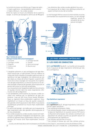 38 ANNÉE UNIVERSITAIRE 2016-2017 / THEME VIII : LA RESPIRATION / PCEM1
La lumière du larynx est rétrécie par 2 types de replis :
- 2 replis supérieurs : les bandelettes ventriculaires
- 2 replis inférieurs : les cordes vocales
Entre les replis se trouve une dilatation de la cavité la-
ryngée : le ventricule laryngé (ou ventricule de Morgani).
Fig. 3 Schéma du larynx
(À Coupe frontale B Structure histologique)
1- Os hyoïde 2- Cartilage thyroïde
3- Cartilage cricoïde 4- Trachée
5- Épiglotte 6- Ventricule laryngé
7- Corde vocale 8- Muscle vocal
9- Glandes
* L’épiglotte présente un axe cartilagineux de type élas-
tique entouré par un périchondre. Elle est revêtue au
niveau des faces linguale et laryngée supérieure par un
épithélium de type malpighien non kératinisé qui est
plus épais au niveau de la face linguale. La partie infé-
rieure de la face laryngée est recouverte d’un épithé-
lium de type respiratoire. Le chorion (surtout sur le ver-
sant laryngé) comporte des glandes séromuqueuses et
parfois des amas ou follicules lymphoïdes.
Les mouvements de l’épiglotte empêchent les aliments
et liquides d’entrer dans les voies respiratoires infé-
rieures lors de la déglutition.
* Les bandelettes ventriculaires (ou fausses cordes vo-
cales) sont revêtues par un épithélium de type res-
piratoire. L’axe est fait d’une mince bande ibroélas-
tique ou ligament thyro-aryténoïdien supérieur. Sous
l’épithélium on trouve un tissu de soutien conjonctif,
des glandes séromuqueuses et des ibres musculaires
squelettiques provenant du muscle thyro aryténoïdien
principal.
* Le ventricule laryngé : est revêtu par une muqueuse de
type respiratoire avec des glandes séromuqueuses et
du tissu lymphoïde.
* Les cordes vocales (ou cordes vocales vraies) sont revê-
tues par un épithélium malpighien non kératinisé. L’axe
est fait du ligament thyro-aryténoïdien inférieur et d’un
faisceau du muscle strié thyro-aryténoïdien (muscle
vocal).
Les vibrations des cordes vocales génèrent les sons.
* La muqueuse de la région sous-glottique présente un
aspect similaire à celui de la trachée.
Le nerf laryngé inférieur assure la motricité des muscles
commandant les mouvements du larynx. Le nerf laryngé
supérieur assure la
sensibilité de la mu-
queuse laryngée.
3. LES VOIES AÉRIENNES INFÉRIEURES
3.1 LES VOIES DE CONDUCTION
3.1.1. LA TRACHÉE (ig 4& 5) : La trachée est recouverte
d’une muqueuse de type respiratoire renforcée par des
arcs cartilagineux.
Fig 4 Epithélium respiratoire
a. La muqueuse :
a.1. L’épithélium (ig 4) : de type respiratoire, il est consti-
tué de 5 types cellulaires :
* Les cellules prismatiques ciliées
* Les cellules basales, assez nombreuses sont situées à
la base de l’épithélium et couvrent environ 90 % de la
surface de la lame basale. Ces cellules constituent une
population de cellules souches qui peuvent assurer le
renouvellement de l’épithélium.
* Les cellules caliciformes à mucus.
* Les cellules à brosse qui sont des cellules prisma-
Ce poly a ete telechargé depuis med-tmss.blogspot.com/2016/08/cours.html | Page Fb : www.facebook.com/Faculte.de.Medecine.TMSS
 
