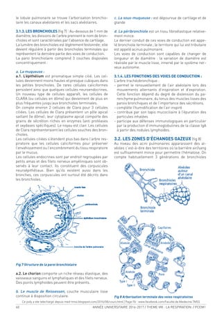 40 ANNÉE UNIVERSITAIRE 2016-2017 / THEME VIII : LA RESPIRATION / PCEM1
le lobule pulmonaire se trouve l’arborisation bronchio-
laire les canaux alvéolaires et les sacs alvéolaires.
3.1.3. LES BRONCHIOLES (ig 7) : Au-dessous de 1 mm de
diamètre, les divisions de l’arbre prennent le nom de bron-
chioles et sont caractérisées par l’absence de cartilage.
La lumière des bronchioles est légèrement festonnée; elle
devient régulière à partir des bronchioles terminales qui
représentent la dernière partie des voies de conduction.
La paroi bronchiolaire comprend 3 couches disposées
concentriquement :
a. La muqueuse :
a.1. L’épithélium est prismatique simple cilié. Les cel-
lules deviennent moins hautes et presque cubiques dans
les petites bronchioles. De rares cellules caliciformes
persistent ainsi que quelques cellules neuroendocrines.
Un nouveau type de cellules apparaît, les cellules de
CLARA (ou cellules en dôme) qui deviennent de plus en
plus fréquentes jusqu’aux bronchioles terminales.
On compte environ 2 cellules de Clara pour 3 cellules
ciliées. Les cellules de Clara présentent un pôle apical
saillant (le dôme); leur cytoplasme apical comporte des
grains de sécrétion riches en enzymes (anti protéases
et oxydases spéciiques). Le noyau est clair. Les cellules
de Clara représenteraient les cellules souches des bron-
chioles.
Les cellules ciliées s’étendent plus bas dans l’arbre res-
piratoire que les cellules caliciformes pour préserver
l’envahissement ou l’encombrement du tissu respiratoire
par le mucus.
Les cellules endocrines sont par endroit regroupées par
petits amas et des ilets nerveux amyéliniques sont ob-
servés à leur contact. Ils constituent des corpuscules
neuroépithéliaux. Bien qu’ils existent aussi dans les
bronches, ces corpuscules ont surtout été décrits dans
les bronchioles.
Fig 7 Structure de la paroi bronchiolaire
a.2. Le chorion comporte un riche réseau élastique, des
vaisseaux sanguins et lymphatiques et des ilets nerveux.
Des points lymphoïdes peuvent être présents.
b. Le muscle de Reissessen, couche musculaire lisse
continue à disposition circulaire.
c. La sous-muqueuse : est dépourvue de cartilage et de
glande
d. La péribronchiole est un tissu ibroélastique relative-
ment mince.
Le dernier conduit de ces voies de conduction est appe-
lé bronchiole terminale; le territoire qui lui est tributaire
est appelé acinus pulmonaire.
Les voies de conduction sont capables de changer de
longueur et de diamètre : la variation de diamètre est
réalisée par le muscle lisse, innervé par le système ner-
veux autonome.
3.1.4. LES FONCTIONS DES VOIES DE CONDUCTION :
L’arbre trachéobronchique :
- permet le renouvellement de l’air alvéolaire lors des
mouvements alternants d’inspiration et d’expiration.
Cette fonction dépend du degré de distension du pa-
renchyme pulmonaire, du tonus des muscles lisses des
parois bronchiques et de l’importance des sécrétions.
- complète l’humidiication de l’air inspiré
- contribue par son tapis mucociliaire à l’épuration des
particules inhalées
- participe aux défenses immunologiques en particulier
par la production d’immunoglobulines de la classe IgA
à partir des nodules lymphoïdes.
3.2. LES ZONES D’ÉCHANGES GAZEUX (ig 8)
Au niveau des acini pulmonaires apparaissent des al-
véoles c’est-à-dire des territoires où la barrière air/sang
est sufisamment mince pour permettre l’hématose. On
compte habituellement 3 générations de bronchioles
Fig 8 Arborisation terminale des voies respiratoires
Ce poly a ete telechargé depuis med-tmss.blogspot.com/2016/08/cours.html | Page Fb : www.facebook.com/Faculte.de.Medecine.TMSS
 
