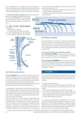 42 ANNÉE UNIVERSITAIRE 2016-2017 / THEME VIII : LA RESPIRATION / PCEM1
lial. L’endothélium est de type continu sans fenestra-
tion. L’abondance du tissu élastique dans les parois des
bronches, bronchioles et dans le parenchyme pulmo-
naire permet l’expansion du poumon lors de l’inspiration.
c. La barrière alvéolo-capillaire : Les structures qui sé-
parent le sang des gaz alvéolaires forment
la « barrière AIR/SANG » ou membrane
alvéolo-capillaire (ig.11). Cette barrière
est mince pouvant atteindre 1/10 de mi-
cron.
c.1. Cette barrière alvéolo-capillaire
comprend :
- l’endothélium capillaire
- la lame basale commune ou double
- le voile cytoplasmique du pneumocyte
I - le ilm liquidien alvéolaire (surfactant)
Fig 11 Barrière alvéolo-capillaire
c.2. Le surfactant est une substance tensio-active pré-
sente à l’interface entre l’air et la surface alvéolaire em-
pêchant les alvéoles de se collaber entre 2 inspirations.
Le constituant actif essentiel du surfactant est un phos-
pholipide complexe associé à des apoprotéines.
Il est synthétisé essentiellement par le pneumocyte II. Sa
présence témoigne de la maturité pulmonaire.
Le passage des gaz à travers la membrane alvéolo-ca-
pillaire s’effectue grâce à un processus de diffusion pas-
sive. L’équilibre entre les pressions du sang, des liquides
interstitiels et de la pression atmosphérique joue en fa-
veur de l’air et empêche le plasma et les liquides tissu-
laires d’inonder les alvéoles.
Lors de l’expiration, les molécules supericielles de
surfactant sont comprimées et formées de structures
multilamellaires constituant des couches superposées.
Lors de l’inspiration ces structures se réétalent puis de
nouvelles molécules sont absorbées à la surface. On
retrouve le surfactant jusqu’au niveau bronchiolaire où
il tapisse l’épithélium et s’interpose entre 2 couches de
mucus de consistance différente : (mucus provenant des
voies bronchiques) (ig 12).
- une phase gel visqueuse supericielle de structure i-
brillaire située à la pointe des cils
- une phase sol luide, profonde dans laquelle battent les
cils vibratiles.
Fig 12 Phases du surfactant
Lors de l’expiration, le ilm est comprimé, le surfactant
diminue la tension de l’interface existant entre l’air et les
liquides du milieu intérieur. Lors de l’inspiration, on as-
siste au phénomène inverse. (La déicience en surfactant
est à l’origine de la maladie des membranes hyalines du
nouveau-né).
d. Les pores de Kohn et les canaux de Lambert :
d.1. Les pores de KOHN qui assurent les communica-
tions interalvéolaires (10 à 15 pores/alvéoles). Chaque
pore mesurant 3 à 13 microns de diamètre.
d.2. Les canaux de LAMBERT qui font communiquer les
lumières bronchiolaires terminales et respiratoires avec
les cavités alvéolaires adjacentes. Ces canaux peuvent
atteindre 30 microns de diamètre permettant ainsi le
passage de cellules.
4. LA PLÈVRE (ig 13)
Elle comporte la plèvre proprement dite et deux couches
sous-jacentes qui assurent son adhésion à la cage tho-
racique d’une part et d’autre part au parenchyme pul-
monaire.
* la plèvre proprement dite :
Le feuillet viscéral et le feuillet pariétal sont formés cha-
cun de 3 couches. À partir de la cavité pleurale, on dis-
tingue :
- un mésothélium (épithélium pavimenteux simple)
- une mince couche conjonctive sous-mésothéliale très
mince, dépourvue de cellules et de vaisseaux. Elle est
faite de ibres de réticuline et de ibres élastiques.
- un plan ibroélastique supericiel.
* la couche sous-pleurale, plus profonde, est un tissu
conjonctif lâche vascularisé (vaisseaux sanguins et lym-
phatiques), riche en ibres élastiques, unissant la plèvre
proprement dite aux plans sous-jacents. Dans la plèvre
pariétale, cette couche renferme en plus des lobules adi-
peux et constitue un véritable plan de clivage.
Ce poly a ete telechargé depuis med-tmss.blogspot.com/2016/08/cours.html | Page Fb : www.facebook.com/Faculte.de.Medecine.TMSS
 
