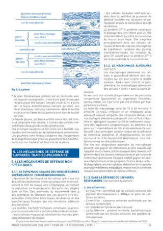 ANNÉE UNIVERSITAIRE 2016-2017 / THEME VIII : LA RESPIRATION / PCEM1 43
Fig 13 La plèvre
* le plan ibroélastique profond est en continuité avec
les organes sous-jacents : c’est d’une part l’enveloppe
ibroélastique des lobules (versant viscéral) et d’autre
part le fascia endothoracique (versant pariétal). Les
ibres élastiques sont plus abondantes dans le feuillet
viscéral et les ibres de collagène le sont dans le feuillet
pariétal.
Le liquide pleural, qui forme un très mince ilm, est com-
posé de lymphe interstitielle. Il contient des cellules mé-
sothéliales desquamées et des lymphocytes.
Des échanges liquidiens se font entre les 2 feuillets. Les
liquides sont recueillis par les lymphatiques pulmonaires.
Les poumons sont rendus solidaires des mouvements
de la cage thoracique grâce au glissement des mésothé-
liums l’un sur l’autre et à l’élasticité de la plèvre.
5. LES MÉCANISMES DE DÉFENSE DE
L’APPAREIL TRACHEO-PULMONAIRE
5.1 LES MÉCANISMES DE DÉFENSE NON
SPÉCIFIQUES
5.1.1. LE TAPIS MUCO-CILIAIRE DES VOIES AÉRIENNES
SUPÉRIEURES ET TRACHÉOBRONCHIQUES.
L’épuration de l’air inspiré se fait surtout grâce aux cils
des cellules épithéliales ciliées qui propulsent continuel-
lement le ilm de mucus vers l’oropharynx, permettant
la déglutition ou l’expectoration des particules piégées
dans ce ilm. Des anomalies du mouvement liées à
des anomalies de structure des cils peuvent être res-
ponsables d’infections bronchiques récidivantes et des
bronchectasies (maladie des cils immobiles, dilatation
des bronches).
Les glandes trachéobronchiques constituent la princi-
pale structure sécrétoire de la trachée et des bronches :
- leurs cellules muqueuses sécrètent les mucines, prin-
cipal constituant du mucus
- les cellules séreuses sont spéciali-
sées dans la synthèse de protéines de
défense (lactoferrine, lysozyme et pe-
roxydase) et dans la transcytose des IgA
sécrétoires.
La protéine CFTR, protéine canal pour
le passage des ions chlore joue un rôle
important dans l’équilibre osmo-ionique
du mucus bronchique. Elle s’exprime
principalement dans les cellules sé-
reuses et dans les cellules éosinophiles
de l’épithélium canalaire des glandes
trachéobronchiques. (la mutation du
gène CF codant pour la protéine CFTR
est responsable de la mucoviscidose).
5.1.2. LE MACROPHAGE ALVÉOLAIRE
(voir ig 9)
Les macrophages alvéolaires (ou cel-
lules à poussières) dérivent des mo-
nocytes qui ont pour origine la moelle
osseuse. Après avoir franchi la paroi
alvéolaire, les macrophages demeurent
des cellules « libres » dans la cavité al-
véolaire.
Ils exercent leur activité phagocytaire sur les particules
inorganiques (poussières) ou organiques (microbes,
spores, pollen, etc.) qui n’ont pas été arrêtées par l’ap-
pareil muco-ciliaire.
La taille du macrophage varie de 15 à 40 microns. Il
présente un noyau irrégulier et un cytoplasme assez
abondant pouvant comporter des inclusions denses. Les
macrophages alvéolaires présentent une surface irrégu-
lière et appliquent souvent contre le revêtement alvéo-
laire des expansions cytoplasmiques. Ils adhèrent à la
paroi par l’intermédiaire du ilm endo-alvéolaire (le sur-
factant). Leur principale caractéristique est la présence
de nombreux lysosomes et phagolysosomes. Ils sont
pourvus d’un riche équipement enzymatique. Leur mé-
tabolisme est aérobie prédominant.
Une fois leur phagocytose accomplie les macrophages
peuvent, soit gagner les bronchioles et être évacués par
l’appareil muco-ciliaire, soit se disloquer dans l’alvéole, soit
pénétrer dans les cloisons interalvéolaires et par la voie de
l’interstitium pulmonaire (l’espace septal) gagner les vais-
seaux lymphatiques et les ganglions. En plus de leur activi-
té phagocytaire, les macrophages alvéolaires sont capables
de produire différents médiateurs (monokines) et d’être des
cellules accessoires dans la réponse immune.
5.1.3. DANS LA DÉFENSE DE L’APPAREIL
RESPIRATOIRE interviennent également :
a. des sécrétions :
- Le lysozyme : synthétisé par les cellules séreuses des
glandes séromuqueuses, il attaque la paroi de cer-
taines bactéries.
- L’interféron : substance antivirale synthétisée par les
cellules contaminées
- Le complément (protéine plasmatique)
- La lactoferrine : protéine ferriprive, bactériostatique,
synthétisée par les cellules séreuses des glandes sé-
romuqueuses.
Ce poly a ete telechargé depuis med-tmss.blogspot.com/2016/08/cours.html | Page Fb : www.facebook.com/Faculte.de.Medecine.TMSS
 