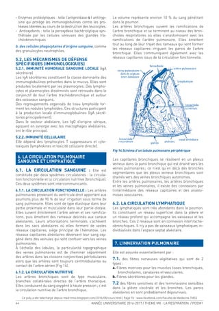 44 ANNÉE UNIVERSITAIRE 2016-2017 / THEME VIII : LA RESPIRATION / PCEM1
- Enzymes protéolytiques : telle l’antiprotéase α I antitryp-
sine qui protège les immunoglobulines contre les pro-
téases libérées au cours de la destruction des leucocytes.
- Antioxydants : telle la peroxydase bactériolytique syn-
thétisée par les cellules séreuses des glandes tra-
chéobronchiques
b. des cellules phagocytaires d’origine sanguine, comme
des granulocytes neutrophiles.
5.2. LES MÉCANISMES DE DÉFENSE
SPÉCIFIQUES (IMMUNOLOGIQUES)
5.2.1. IMMUNITÉ HUMORALE SANGUINE LOCALE (IgA
sécrétoire)
Les IgA sécrétoires constituent la classe dominante des
immunoglobulines présentes dans le mucus. Elles sont
produites localement par les plasmocytes. Des lympho-
cytes et plasmocytes disséminés sont retrouvés dans le
conjonctif de tout l’arbre trachéobronchique et autour
des vaisseaux sanguins.
Des regroupements organisés de tissu lymphoïde for-
ment les nodules lymphoïdes. Ces structures participent
à la production locale d’immunoglobulines (IgA sécré-
toires principalement).
Dans le secteur alvéolaire, Les IgG d’origine sérique,
agissant en synergie avec les macrophages alvéolaires,
ont le rôle principal.
5.2.2. IMMUNITÉ CELLULAIRE
Elle dépend des lymphocytes T suppresseurs et cyto-
toxiques (lymphokines et toxicité cellulaire directe).
6. LA CIRCULATION PULMONAIRE
SANGUINE ET LYMPHATIQUE
6.1. LA CIRCULATION SANGUINE : Elle est
constituée par deux systèmes circulatoires : la circula-
tion fonctionnelle et la circulation nutritive (bronchique).
Ces deux systèmes sont intercommunicants.
6.1.1. LA CIRCULATION FONCTIONNELLE : Les artères
pulmonaires provenant du ventricule droit apportent aux
poumons plus de 90 % de leur irrigation sous forme de
sang pulmonaire. Elles sont de type élastique dans leur
partie proximale et musculaire dans leur partie distale.
Elles suivent étroitement l’arbre aérien et ses ramiica-
tions, puis émettent des rameaux destinés aux canaux
alvéolaires. Leurs arborisations terminales s’achèvent
dans les sacs alvéolaires où elles forment de vastes
réseaux capillaires, siège principal de l’hématose. Les
réseaux capillaires alvéolaires déversent leur sang oxy-
géné dans des veinules qui vont conluer vers les veines
pulmonaires.
À l’échelle des lobules, la particularité topographique
des veines pulmonaires est de cheminer séparément
des artères dans les cloisons conjonctives périlobulaires
alors que les artères sont toujours centrolobulaires au
contact de l’arbre aérien (Fig 14).
6.1.2. LA CIRCULATION NUTRITIVE
Les artères bronchiques sont de type musculaire,
branches collatérales directes de l’artère thoracique.
Elles conduisent du sang oxygéné à haute pression; c’est
la circulation nutritive de l’arbre bronchique.
Le volume représente environ 10 % du sang pénétrant
dans le poumon.
Les artères bronchiques suivent les ramiications de
l’arbre bronchique et se terminent au niveau des bron-
chioles respiratoires où elles s’anastomosent avec les
ramiications de l’artère pulmonaire. Elles émettent
tout au long de leur trajet des rameaux qui vont former
les réseaux capillaires irriguant les parois de l’arbre
bronchique. Elles communiquent également avec les
réseaux capillaires issus de la circulation fonctionnelle.
Fig 14 Schéma d’un lobule pulmonaire périphérique
Les capillaires bronchiques se résolvent en un plexus
veineux dans la paroi bronchique qui est drainé vers les
veines pulmonaires; ce n’est qu’en deçà des bronches
segmentaires que les plexus veineux bronchiques sont
drainés vers des veines bronchiques autonomes.
Entre les artères pulmonaires, les artères bronchiques
et les veines pulmonaires, il existe des connexions par
l’intermédiaire des réseaux capillaires et des anasto-
moses vasculaires.
6.2. LA CIRCULATION LYMPHATIQUE
Les lymphatiques sont très abondants dans le poumon.
Ils constituent un réseau supericiel dans la plèvre et
un réseau profond qui accompagne les vaisseaux et les
bronches. Ces 2 réseaux sont en connexion intertraché-
obronchiques. Il n’y a pas de vaisseaux lymphatiques in-
dividualisés dans l’espace septal alvéolaire.
7. L’INNERVATION PULMONAIRE
Elle est assurée essentiellement par :
7.1. des ibres nerveuses végétatives qui sont de 2
types :
a. Fibres motrices pour les muscles lisses bronchiques,
bronchiolaires, canalaires et vasculaires.
b. Fibres sécrétoires pour les glandes.
7.2 des ibres sensitives et des terminaisons sensibles
dans la plèvre viscérale et les bronches. Les parois
alvéolaires en sont probablement dépourvues.
Ce poly a ete telechargé depuis med-tmss.blogspot.com/2016/08/cours.html | Page Fb : www.facebook.com/Faculte.de.Medecine.TMSS
 