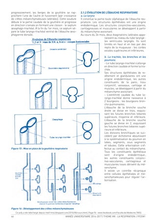 46 ANNÉE UNIVERSITAIRE 2016-2017 / THEME VIII : LA RESPIRATION / PCEM1
progressivement, les berges de la gouttière se rap-
prochent l’une de l’autre et fusionnent (par croissance
de crêtes mésenchymateuses latérales). Cette soudure
débute à la partie caudale de la gouttière et progresse
en direction craniale en formant une cloison : le septum
œsophago-trachéal. À la in du 1er mois, ce septum sé-
pare le tube laryngo-trachéal ventral de l’ébauche œso-
phagienne dorsale.
Figure 15 : Mise en place de la gouttière respiratoire
Figure 16 : Développement des crêtes mésenchymateuses
2.1.2 ÉVOLUTION DE L’ÉBAUCHE RESPIRATOIRE
a. Le larynx
II constitue la partie toute céphalique de l’ébauche res-
piratoire. Les structures épithéliales ont une origine
endodermique. Les structures conjonctivo-vasculaires,
cartilagineuses et musculaires se développent à partir
du mésenchyme avoisinant.
Au cours du 2e mois, deux évaginations latérales appa-
raissent au niveau du tube laryngé :
les ventricules laryngés. Ils sont
limités en haut et en bas par des
replis de la muqueuse : les cordes
vocales supérieures et inférieures.
b. La trachée, les bronches et les
poumons
- Le tube laryngo-trachéal s’allonge
en direction caudale et forme la tra-
chée.
Ses structures épithéliales de re-
vêtement et glandulaires ont une
origine endodermique, les autres
constituants de la paroi, tissu
conjonctif, vaisseaux, cartilage et
muscles, se développent à partir du
mésenchyme avoisinant.
- L’extrémité caudale du tube la-
ryngo-trachéal donne naissance à
2 bourgeons : les bourgeons bron-
cho-pulmonaires.
L’ébauche de la bronche souche
droite se divise en trois, esquis-
sant les futures bronches lobaires
supérieure, moyenne et inférieure.
L’ébauche de la bronche souche
gauche se divise en 2, esquissant
les futures bronches lobaires supé-
rieure et inférieure.
Les divisions bronchiques se suc-
cèdent par dichotomie aboutissant
à la systématisation du poumon en
lobes, segments, sous segments
et lobules. Cette arborisation s’ef-
fectue au contact du mésenchyme.
Tous les constituants épithéliaux
sont d’origine endodermique;
les autres constituants conjonc-
tivo-vasculaires, cartilagineux et
musculaires lisses dérivent du mé-
senchyme.
Il existe un contrôle réciproque
entre cellules épithéliales et mé-
senchymateuses pour réguler l’ar-
borisation.
Ce poly a ete telechargé depuis med-tmss.blogspot.com/2016/08/cours.html | Page Fb : www.facebook.com/Faculte.de.Medecine.TMSS
 