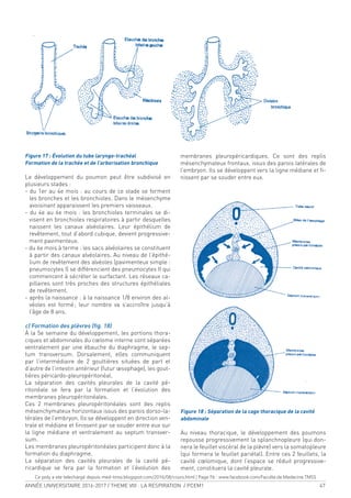 ANNÉE UNIVERSITAIRE 2016-2017 / THEME VIII : LA RESPIRATION / PCEM1 47
Figure 17 : Évolution du tube laryngo-trachéal
Formation de la trachée et de l’arborisation bronchique
Le développement du poumon peut être subdivisé en
plusieurs stades :
- du 1er au 4e mois : au cours de ce stade se forment
les bronches et les bronchioles. Dans le mésenchyme
avoisinant apparaissent les premiers vaisseaux.
- du 4e au 6e mois : les bronchioles terminales se di-
visent en bronchioles respiratoires à partir desquelles
naissent les canaux alvéolaires. Leur épithélium de
revêtement, tout d’abord cubique, devient progressive-
ment pavimenteux.
- du 6e mois à terme : les sacs alvéolaires se constituent
à partir des canaux alvéolaires. Au niveau de l’épithé-
lium de revêtement des alvéoles (pavimenteux simple :
pneumocytes I) se différencient des pneumocytes II qui
commencent à sécréter le surfactant. Les réseaux ca-
pillaires sont très proches des structures épithéliales
de revêtement.
- après la naissance : à la naissance 1/8 environ des al-
véoles est formé; leur nombre va s’accroître jusqu’à
l’âge de 8 ans.
c) Formation des plèvres (ig. 18)
À la 5e semaine du développement, les portions thora-
ciques et abdominales du cœlome interne sont séparées
ventralement par une ébauche du diaphragme, le sep-
tum transversum. Dorsalement, elles communiquent
par l’intermédiaire de 2 gouttières situées de part et
d’autre de l’intestin antérieur (futur œsophage), les gout-
tières péricardo-pleuropéritonéal.
La séparation des cavités pleurales de la cavité pé-
ritonéale se fera par la formation et l’évolution des
membranes pleuropéritonéales.
Ces 2 membranes pleuropéritonéales sont des replis
mésenchymateux horizontaux issus des parois dorso-la-
térales de l’embryon. Ils se développent en direction ven-
trale et médiane et inissent par se souder entre eux sur
la ligne médiane et ventralement au septum transver-
sum.
Les membranes pleuropéritonéales participent donc à la
formation du diaphragme.
La séparation des cavités pleurales de la cavité pé-
ricardique se fera par la formation et l’évolution des
membranes pleuropéricardiques. Ce sont des replis
mésenchymateux frontaux, issus des parois latérales de
l’embryon. Ils se développent vers la ligne médiane et i-
nissent par se souder entre eux.
Figure 18 : Séparation de la cage thoracique de la cavité
abdominale
Au niveau thoracique, le développement des poumons
repousse progressivement la splanchnopleure (qui don-
nera le feuillet viscéral de la plèvre) vers la somatopleure
(qui formera le feuillet pariétal). Entre ces 2 feuillets, la
cavité cœlomique, dont l’espace se réduit progressive-
ment, constituera la cavité pleurale.
Ce poly a ete telechargé depuis med-tmss.blogspot.com/2016/08/cours.html | Page Fb : www.facebook.com/Faculte.de.Medecine.TMSS
 