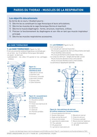 ANNÉE UNIVERSITAIRE 2016-2017 / THEME VIII : LA RESPIRATION / PCEM1 5
LA CAGE THORACIQUE
1. LA CAGE THORACIQUE (Figure 1a, 1b) :
C’est une enceinte ostéocartilagineuse constituée par :
-en arrière : les 12 vertèbres thoraciques (dorsales).
-en avant : le sternum.
-Latéralement : les côtes (12 paires) et les cartilages
costaux.
Figure 1a :
Vue antérieure de
l’hémithorax droit
1-Manubrium sternal
2-Première côte
3-Processus coracoïde
4-Bourrelet chondral
5-Fausses côtes
6-Côtes lottantes
Figure 1b : vue postérieure
de l’hémithorax droit
14- Douzième vertèbre
thoracique
15- Fosse sous-épineuse de
la scapula
16- Acromion
17- Clavicule
18- Première vertèbre
thoracique
1.1. LE STERNUM (Figure 2 a, b) :
Il est constitué par :
- Le manubrium sternal (manche) :
• L’incisure jugulaire du sternum (fourchette sternale).
• Les facettes claviculaires.
• L’incisure (échancrure) costale (1ère côte).
-Le corps du sternum : (angle sternal [de Louis])
• Les incisures (échancrure) s articulaires
• Les incisures (échancrure) s intercostales
-Le processus (apophyse) xiphoïde.
Figure 2a : face antérieure du sternum
En chiffres romains les 7 incisures costales
1- incisure jugulaire du sternum.
2- Facette claviculaire. 3- Manubrium sternal.
4- Angle sternal (de louis). 5- Corps du sternum.
6- Incisure intercostale 7- Processus xiphoïde
8- Ligne blanche abdominale 9- Muscle droit de l’abdomen
10- Trou xiphoïde 11- Lgt chondroxiphoïdien
12- M. gd pectoral 13- M. SCM
14- Lgt sterno-claviculaire ant.
PAROIS DU THORAX - MUSCLES DE LA RESPIRATION
Les objectifs éducationnels
Au terme de ce cours, l’étudiant pourra :
1) Décrire les os constituant la cage thoracique et leurs articulations.
1) Décrire les muscles de la cage thoracique (forme et insertion).
1) Décrire le muscle diaphragme : forme, structure, insertions, oriices.
1) Préciser le fonctionnement du diaphragme et son rôle en tant que muscle inspirateur
principal.
1) Décrire les muscles respiratoires accessoires.
Ce poly a ete telechargé depuis med-tmss.blogspot.com/2016/08/cours.html | Page Fb : www.facebook.com/Faculte.de.Medecine.TMSS
 