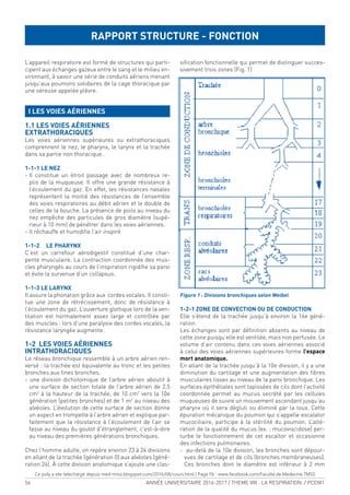 56 ANNÉE UNIVERSITAIRE 2016-2017 / THEME VIII : LA RESPIRATION / PCEM1
L’appareil respiratoire est formé de structures qui parti-
cipent aux échanges gazeux entre le sang et le milieu en-
vironnant, à savoir une série de conduits aériens menant
jusqu’aux poumons solidaires de la cage thoracique par
une séreuse appelée plèvre.
I LES VOIES AÉRIENNES
1.1 LES VOIES AÉRIENNES
EXTRATHORACIQUES
Les voies aériennes supérieures ou extrathoraciques
comprennent le nez, le pharynx, le larynx et la trachée
dans sa partie non thoracique.
1-1-1 LE NEZ
- Il constitue un étroit passage avec de nombreux re-
plis de la muqueuse. Il offre une grande résistance à
l’écoulement du gaz. En effet, les résistances nasales
représentent la moitié des résistances de l’ensemble
des voies respiratoires au débit aérien et le double de
celles de la bouche. La présence de poils au niveau du
nez empêche des particules de gros diamètre (supé-
rieur à 10 mm) de pénétrer dans les voies aériennes.
- Il réchauffe et humidiie l’air inspiré
1-1-2 LE PHARYNX
C’est un carrefour aérodigestif constitué d’une char-
pente musculaire. La contraction coordonnée des mus-
cles pharyngés au cours de l’inspiration rigidiie sa paroi
et évite la survenue d’un collapsus.
1-1-3 LE LARYNX
Il assure la phonation grâce aux cordes vocales. Il consti-
tue une zone de rétrécissement, donc de résistance à
l’écoulement du gaz. L’ouverture glottique lors de la ven-
tilation est normalement assez large et contrôlée par
des muscles : lors d’une paralysie des cordes vocales, la
résistance laryngée augmente.
1-2 LES VOIES AÉRIENNES
INTRATHORACIQUES
Le réseau bronchique ressemble à un arbre aérien ren-
versé : la trachée est équivalente au tronc et les petites
bronches aux ines bronches.
- une division dichotomique de l’arbre aérien aboutit à
une surface de section totale de l’arbre aérien de 2,5
cm2
à la hauteur de la trachée, de 10 cm2
vers la 10e
génération (petites bronches) et de 1 m2
au niveau des
alvéoles. L’évolution de cette surface de section donne
un aspect en trompette à l’arbre aérien et explique par-
faitement que la résistance à l’écoulement de l’air se
fasse au niveau du goulot d’étranglement, c’est-à-dire
au niveau des premières générations bronchiques.
Chez l’homme adulte, on repère environ 23 à 24 divisions
en allant de la trachée (génération 0) aux alvéoles (géné-
ration 24). À cette division anatomique s’ajoute une clas-
siication fonctionnelle qui permet de distinguer succes-
sivement trois zones (Fig. 1)
Figure 1 : Divisions bronchiques selon Weibel
1-2-1 ZONE DE CONVECTION OU DE CONDUCTION
Elle s’étend de la trachée jusqu’à environ la 16e géné-
ration.
Les échanges sont par déinition absents au niveau de
cette zone puisqu’elle est ventilée, mais non perfusée. Le
volume d’air contenu dans ces voies aériennes associé
à celui des voies aériennes supérieures forme l’espace
mort anatomique.
En allant de la trachée jusqu’à la 10e division, il y a une
diminution du cartilage et une augmentation des ibres
musculaires lisses au niveau de la paroi bronchique. Les
surfaces épithéliales sont tapissées de cils dont l’activité
coordonnée permet au mucus secrété par les cellules
muqueuses de suivre un mouvement ascendant jusqu’au
pharynx où il sera dégluti ou éliminé par la toux. Cette
épuration mécanique du poumon qui s’appelle escalator
mucociliaire, participe à la stérilité du poumon. L’alté-
ration de la qualité du mucus (ex. : mucoviscidose) per-
turbe le fonctionnement de cet escaltor et occasionne
des infections pulmonaires.
- au-delà de la 10e division, les bronches sont dépour-
vues de cartilage et de cils (bronches membraneuses).
Ces bronches dont le diamètre est inférieur à 2 mm
RAPPORT STRUCTURE - FONCTION
Ce poly a ete telechargé depuis med-tmss.blogspot.com/2016/08/cours.html | Page Fb : www.facebook.com/Faculte.de.Medecine.TMSS
 