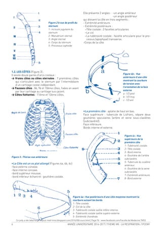 6 ANNÉE UNIVERSITAIRE 2016-2017 / THEME VIII : LA RESPIRATION / PCEM1
Figure 2 b vue de proil du
sternum
1- incisure jugulaire du
sternum
2- Manubrium sternal
3- Angle sternal
4- Corps du sternum
5- Processus xiphoïde
1.2. LES CÔTES (Figure 3) :
Il existe douze paires d’arcs costaux :
> Vraies côtes ou côtes sternales : 7 premières côtes
qui s’articulent avec le sternum par l’intermédiaire
d’un cartilage costal indépendant.
> Fausses côtes : 8è, 9è et 10ème côtes, ixées en avant
par leur cartilage au cartilage sus-jacent.
> Côtes lottantes : 11ème et 12ème côtes.
Figure 3 : Thorax vue antérieure
•La Côte est un os plat allongé (Figures 4a, 4b, 4c)
-face externe convexe.
-face interne concave.
-bord supérieur mousse.
-bord inférieur échancré : gouttière costale.
Elle présente 2 angles : -un angle antérieur
-un angle postérieur
qui divisent la côte en trois segments :
- Extrémité antérieure.
- Extrémité postérieure :
−Tête costale : 2 facettes articulaires
−Le col
−La tubérosité costale : facette articulaire pour le pro-
cessus (apophyse) transverse.
-Corps de la côte
•La première côte : aplatie de haut en bas.
Face supérieure : tubercule de Lisfranc, sépare deux
gouttières vasculaires (artère et veine sous-clavières
[subclavière]).
Face inférieure.
Bords interne et externe.
Figure 4a : Vue postérieure d’une côte moyenne montrant la
courbure suivant les bords
1- Tête costale
2- Col de la côte
3- Tubérosité costale saillie inféro-interne.
4- Tubérosité costale saillie supéro-externe.
5- Extrémité chondrale.
Figure 4b : Vue
antérieure d’une côte
montrant la courbure
de torsion avec
l’orientation de la face
externe
a- 1/3 post
b- 1/3 moy
c- 1/3 ant
Figure 4c : Vue
supérieure de la
première côte
1- Tubérosité costale.
2- Tête costale.
3- Bord interne.
4- Gouttière de l’artère
subclavière.
5- Tubercule du scalène
antérieur.
6- Gouttière de la veine
subclavière.
7- Extrémité antérieure.
8- Bord externe
Ce poly a ete telechargé depuis med-tmss.blogspot.com/2016/08/cours.html | Page Fb : www.facebook.com/Faculte.de.Medecine.TMSS
 