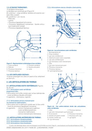 ANNÉE UNIVERSITAIRE 2016-2017 / THEME VIII : LA RESPIRATION / PCEM1 7
1.3. LE RACHIS THORACIQUE :
12 vertèbres thoraciques.
La Vertèbre est constituée par (Figure 5) :
Arc antérieur : corps vertébral, facettes articulaires cos-
tales (tête costale).
Arc postérieur = arc neural.
−Pédicules
− Lames
− Processus (apophyse) articulaires
− Processus (apophyses) transverses : facette articu-
laire (tubérosité costale)
− Processus (apophyse) épineux
Figure 5 : Représentation schématique d’une vertèbre
1- Corps vertébral. 2- Foramen vertébral
3- Pédicule 4- Facette articulaire
5- Processus transverse 6- Lame
7- Processus épineux
1.4. LES CARTILAGES COSTAUX :
12 paires prolongent les côtes en avant et les rattachent
au sternum.
2. LES ARTICULATIONS DU THORAX
2.1. ARTICULATIONS COSTO-VERTÉBRALES (Figures
6a, 6b, 6c) :
2.1.1. Articulation costo-vertébrale
proprement dite :
• Articulation de la tête costale avec la face latérale des
corps vertébraux (double arthrodie).
• Ligaments : interosseux, rayonné.
2.1.2. Articulation cervico-transversaire
ou transverso-tubérositaire :
• Articulation de la tubérosité costale avec la face anté-
rieure du processus (apophyse) transverse.
• Ligaments : -cervico-transversaire supérieur.
-costo-vertébral postérieur.
-transverso-tubérositaire.
-cervico-transversaire interosseux.
2.2. ARTICULATIONS ANTÉRIEURES DU THORAX :
2.2.1. Articulations chondrocostales.
2.2.2. Articulations chondrosternales.
2.2.3. Articulations interchondrales.
2.2.4. Articulations sterno-chondro-claviculaires.
Figure 6a : Les articulations costo-vertébrales
1- lgt longitudinal ant.
2- Corps vertébral.
3- Lgt costo-vertébral ant.
4- Cavité articulaire costo-corporéale.
4’- lgt costo-vertébral post.
5- Lgt interosseux costo-transversaire.
6- Côte.
7- Lgt costo-transversaire post.
8- Processus transverse.
9- Processus épineux
10- Lgt longitudinal post.
Figure 6b : Vue antéro-latérale droite des articulations
costo-vertébrales
1- côtes 2- Processus épineux
3- Lgt costo-transversaire sup fx principal.
4- Fx accessoire. 5- Processus transverse.
6- Facette articulaire costale 7- Processus artic.sup.
8- Facette costale sup. 9- Lgt rayoné.
10- Lgt interosseux
Ce poly a ete telechargé depuis med-tmss.blogspot.com/2016/08/cours.html | Page Fb : www.facebook.com/Faculte.de.Medecine.TMSS
 