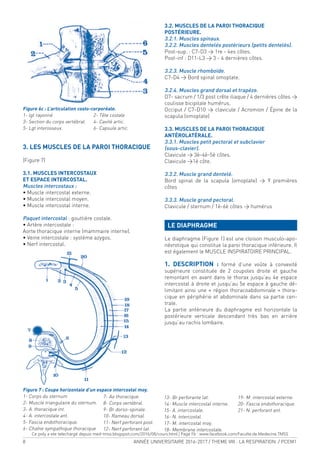 8 ANNÉE UNIVERSITAIRE 2016-2017 / THEME VIII : LA RESPIRATION / PCEM1
Figure 6c : L’articulation costo-corporéale.
1- lgt rayonné 2- Tête costale
3- Section du corps vertébral. 4- Cavité artic.
5- Lgt interosseux. 6- Capsule artic.
3. LES MUSCLES DE LA PAROI THORACIQUE
(Figure 7)
3.1. MUSCLES INTERCOSTAUX
ET ESPACE INTERCOSTAL.
Muscles intercostaux :
• Muscle intercostal externe.
• Muscle intercostal moyen.
• Muscle intercostal interne.
Paquet intercostal : gouttière costale.
• Artère intercostale :
Aorte thoracique interne (mammaire interne).
• Veine intercostale : système azygos.
• Nerf intercostal.
3.2. MUSCLES DE LA PAROI THORACIQUE
POSTÉRIEURE.
3.2.1. Muscles spinaux.
3.2.2. Muscles dentelés postérieurs (petits dentelés).
Post-sup. : C7-D3 > 1re - 4es côtes.
Post-inf : D11-L3 > 3 - 4 dernières côtes.
3.2.3. Muscle rhomboïde.
C7-D4 > Bord spinal omoplate.
3.2.4. Muscles grand dorsal et trapèze.
D7- sacrum / 1/3 post crête iliaque / 4 dernières côtes >
coulisse bicipitale humérus.
Occiput / C7-D10 > clavicule / Acromion / Épine de la
scapula (omoplate)
3.3. MUSCLES DE LA PAROI THORACIQUE
ANTÉROLATÉRALE.
3.3.1. Muscles petit pectoral et subclavier
(sous-clavier).
Clavicule > 3è-4è-5è côtes.
Clavicule >1è côte.
3.3.2. Muscle grand dentelé.
Bord spinal de la scapula (omoplate) > 9 premières
côtes
3.3.3. Muscle grand pectoral.
Clavicule / sternum / 1è-6è côtes > humérus
LE DIAPHRAGME
Le diaphragme (Figure 1) est une cloison musculo-apo-
névrotique qui constitue la paroi thoracique inférieure. Il
est également le MUSCLE INSPIRATOIRE PRINCIPAL.
1. DESCRIPTION : formé d’une voûte à convexité
supérieure constituée de 2 coupoles droite et gauche
remontant en avant dans le thorax jusqu’au 4e espace
intercostal à droite et jusqu’au 5e espace à gauche dé-
limitant ainsi une « région thoracoabdominale » thora-
cique en périphérie et abdominale dans sa partie cen-
trale.
La partie antérieure du diaphragme est horizontale la
postérieure verticale descendant très bas en arrière
jusqu’au rachis lombaire.
Figure 7 : Coupe horizontale d’un espace intercostal moy.
1- Corps du sternum
2- Muscle triangulaire du sternum.
3- A. thoracique int.
4- A. intercostale ant.
5- Fascia endothoracique.
6- Chaîne sympathique thoracique
7- Ao thoracique.
8- Corps vertébral.
9- Br dorso-spinale.
10- Rameau dorsal.
11- Nerf perforant post.
12- Nerf perforant lat.
13- Br perforante lat.
14- Muscle intercostal interne.
15- A. intercostale.
16- N. intercostal.
17- M. intercostal moy.
18- Membrane intercostale.
19- M. intercostal externe.
20- Fascia endothoracique.
21- N. perforant ant.
Ce poly a ete telechargé depuis med-tmss.blogspot.com/2016/08/cours.html | Page Fb : www.facebook.com/Faculte.de.Medecine.TMSS
 