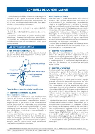 ANNÉE UNIVERSITAIRE 2016-2017 / THEME VIII : LA RESPIRATION / PCEM1 83
Le système de contrôle de la ventilation est d’une grande
complexité. Il est capable de modiier la ventilation en
fonction des besoins métaboliques, en maintenant les
gaz du sang artériel dans d’étroites limites, dans la plu-
part des circonstances physiologiques.
Schématiquement, on peut décrire le système de la fa-
çon suivante :
- Il existe dans le tronc cérébral des centres doués d’au-
torythmicité.
- Ces centres commandent le système mécanique res-
piratoire par l’intermédiaire des muscles respiratoires.
- Ils reçoivent des informations provenant de la périphé-
rie (chémorécepteurs, mécanorécepteurs), ou des autres
centres nerveux.
I LES CENTRES DE CONTRÔLE
1-1 LE TRONC CÉRÉBRAL (Fig. 34)
Les centres de contrôle sont constitués par plusieurs
groupes neuronaux dispersés de façon bilatérale au ni-
veau du bulbe et du pont.
Figure 34 : Centres respiratoires bulbo-protubérantiels
1-1-1 CENTRE RESPIRATOIRE BULBAIRE
Noyau respiratoire dorsal
Situé au niveau du bulbe dorsal, il est essentiellement
constitué de neurones à activité inspiratoire. Il reçoit
dans sa partie supérieure les ibres afférentes du pneu-
mogastrique (X) et, par le biais d’une petite extension
interne, l’ensemble des afférences sinocarotidiennes
chémoréceptrices du glosso-pharyngien (IX). Le noyau
respiratoire dorsal reçoit donc la totalité des informa-
tions métaboliques et pulmonaires provenant des IXe et
Xe paires crâniennes.
Le noyau respiratoire dorsal se projette sur : (i) le noyau
respiratoire ventral homolatéral qu’il contrôle, (ii) le
centre pneumotaxique ipsilatéral auquel il transmet les
informations vagales, (iii) les motoneurones diaphrag-
matiques (faisceau réticulo-spinal latéral de la moelle
cervicale ipsilatérale) qu’il commande.
Noyau respiratoire ventral
Il est situé dans la partie ventrolatérale de la réticulée
bulbaire. Il est constitué de neurones inspiratoires qui
se projettent sur (i) des motoneurones à destinée bron-
chique et laryngée (partie motrice efférente du pneumo-
gastrique contrôlant la motricité bronchique et laryngée),
(ii) des motoneurones médullaires destinés aux muscles
intercostaux internes et abdominaux (neurones expira-
toires), (iii) les motoneurones médullaires destinés au
diaphragme et aux intercostaux externes (neurones ins-
piratoires). En outre, le noyau respiratoire ventral reçoit
des afférences du noyau dorsal par lequel il est contrôlé,
du centre pneumotaxique et s’articule aussi transversa-
lement avec son homologue controlatéral.
Le noyau respiratoire ventral reste inactif lors de la res-
piration calme et ne semble pas non plus participer à la
genèse du rythme respiratoire normal.
1-1-2 CENTRE PNEUMOTAXIQUE
Situé dans la région latérodorsale supérieure du pont,
il reçoit des afférences du noyau respiratoire dorsal du
bulbe et contrôle principalement le signal de in d’inspi-
ration. L’activation du centre pneumotaxique réduit donc
la durée inspiratoire et augmente la fréquence respira-
toire alors que sa destruction entraîne une respiration
ample et lente.
1-1-3 CENTRE APNEUSTIQUE
Il est constitué d’une dissémination de neurones ins-
piratoires situés au sein de la réticulée dans la moitié
inférieure du pont. Il s’agit d’un centre inspiratoire to-
nique puissant dont les fonctions physiologiques sont
mal connues.
L’activité inspiratoire du centre apneustique ne s’exprime
qu’après déconnexion vagale et suppression des affé-
rences en provenance du centre pneumotaxique; dans
cette coniguration, le centre apneustique adresse au
noyau respiratoire dorsal un signal qui prolonge l’inspi-
ration et aboutit à une très forte augmentation du volume
pulmonaire. Le centre apneustique est donc capable de
renforcer l’activité inspiratoire, mais serait normalement
inhibé par les afférences vagales rélexes et celles en
provenance du centre pneumotaxique.
La commande ventilatoire automatique est générée par
un réseau de neurones bulbaires « pace maker » qui se
dépolarisant automatiquement. Ce réseau est formé de
deux groupes de neurones qui jouent un rôle particulière-
ment important dans la genèse primaire du rythme ven-
tilatoire : le complexe pré Bötzinger et le groupe respira-
toire parafacial (GRpF). Le GRpF décharge en alternance
et de manière couplée avec le préBötC. Des données Les
données actuelles suggèrent que le pré BötC gouverne
l’inspiration alors que le GRpF gouverne l’expiration.
Les mécanismes de cette rythmicité restent encore hy-
pothétiques.
CONTRÔLE DE LA VENTILATION
Ce poly a ete telechargé depuis med-tmss.blogspot.com/2016/08/cours.html | Page Fb : www.facebook.com/Faculte.de.Medecine.TMSS
 