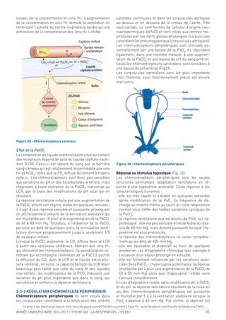 ANNÉE UNIVERSITAIRE 2016-2017 / THEME VIII : LA RESPIRATION / PCEM1 85
locales de la concentration en ions H+. L’augmentation
de la concentration en ions H+ stimule la ventilation en
renforçant l’activité du centre inspiratoire tandis qu’une
diminution de la concentration des ions H+ l’inhibe.
Figure 35 : Chémorécepteurs centraux
Effet de la PaCO2
La composition du liquide extracellulaire situé au contact
des récepteurs dépend de celle du liquide céphalo-rachi-
dien (LCR). Celui-ci est séparé du sang par la barrière
sang-cerveau qui est relativement imperméable aux ions
H+ et HCO3
- alors que le CO2
diffuse facilement à travers
celle-ci. Les chémorécepteurs sont donc peu sensibles
aux variations du pH et des bicarbonates artériels, mais
réagissent à toute altération de la PaCO2
, transmise au
LCR, par le biais des modiications du pH local qui en
résultent.
La réponse ventilatoire induite par une augmentation de
la PaCO2
atteint son régime stable en quelques minutes;
il s’agit d’une réponse sensible et puissante, provoquant
un accroissement linéaire de la ventilation alvéolaire qui
est multipliée par 10 pour une augmentation de la PaCO2
de 40 à 80 mm Hg. Toutefois, si l’élévation de la PaCO2
persiste au-delà de quelques jours, la stimulation venti-
latoire diminue progressivement jusqu’à seulement 1/5
de sa valeur initiale.
Lorsque la PaCO2
augmente, le CO2
diffuse dans le LCR
à partir des vaisseaux cérébraux, libérant des ions H+
qui stimulent les chémorécepteurs; la vasodilatation cé-
rébrale qui accompagne l’élévation de la PaCO2 accroît
la diffusion du CO2
dans le LCR et le liquide extracellu-
laire cérébral; en outre, la capacité tampon du LCR étant
beaucoup plus faible que celle du sang et des liquides
interstitiels; les modiications de la PCO2
induisent une
variation du pH plus importante que dans le sang, qui
sensibilise et renforce la réponse ventilatoire.
2-3-2 RÉGULATION CHÉMORÉFLEXE PÉRIPHÉRIQUE
Chémorécepteurs périphériques Ils sont situés dans
les corpuscules carotidiens à la bifurcation des artères
carotides communes et dans les corpuscules aortiques
au-dessus et en dessous de la crosse de l’aorte. Très
vascularisés, ils sont formés de cellules d’origine neu-
roectodermiques (APUD) et sont reliés aux centres res-
piratoires par les nerfs glosso-pharyngien (corpuscules
carotidiens) et pneumogastrique (corpuscules aortiques).
Les chémorécepteurs périphériques sont stimulés es-
sentiellement par une baisse de la PaO2
. Ils répondent
également, dans une moindre mesure, à une augmen-
tation de la PaCO2
et une baisse du pH du sang artériel.
Seuls les chémorécepteurs carotidiens sont sensibles à
une baisse du pH artériel (Fig31).
Les corpuscules carotidiens sont les plus importants
chez l’homme. Leur fonctionnement précis est encore
mal connu.
Figure 36 : Chémorécepteurs périphériques
Réponse au stimulus hypoxique (Fig. 32)
Les chémorécepteurs périphériques sont les seules
structures permettant l’adaptation ventilatoire en ré-
ponse à une hypoxémie artérielle. Cette réponse a les
caractéristiques suivantes :
- elle est très rapide et s’établit en quelques secondes
après modiication de la PaO2
(la fréquence de dé-
charge se modiie même au cours du cycle respiratoire
normal sous l’effet des faibles variations cycliques de
la PaO2
),
- la réponse ventilatoire aux variations de PaO2
est hy-
perbolique; elle est peu sensible et reste faible au-des-
sus de 60 mm Hg, mais devient puissante lorsque l’hy-
poxémie est plus prononcée,
- la réponse des chémorécepteurs ne cesse complète-
ment qu’au-delà de 400 mm Hg,
- elle est épuisable et disparaît au bout de quelques
années en cas d’hypoxémie chronique (par exemple à
l’occasion d’un séjour prolongé en altitude),
- elle est fortement inluencée par les variations asso-
ciées de la PaCO2
; l’hypercapnie potentialise la réponse
(multipliée par 5 pour une augmentation de la PaCO2
de
40 à 50 mm Hg) alors que l’hypocapnie l’inhibe voire
l’annule complètement.
En cas d’hypoxémie isolée, sans modiication de la PaCO2
et du pH, la réponse ventilatoire résultant de la mise en
jeu des chémorécepteurs périphériques est puissante
et multiplie par 5 à 6 la ventilation alvéolaire lorsque la
PaO2
s’abaisse à 40 mm Hg. Par contre, la réponse est
Ce poly a ete telechargé depuis med-tmss.blogspot.com/2016/08/cours.html | Page Fb : www.facebook.com/Faculte.de.Medecine.TMSS
 