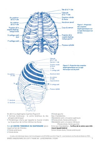 ANNÉE UNIVERSITAIRE 2016-2017 / THEME VIII : LA RESPIRATION / PCEM1 9
On décrit au diaphragme 2 parties (Figure 2) :
• Centrale tendineuse : le centre tendineux du dia-
phragme (phrénique)
• Périphérique charnu par laquelle le muscle s’insère
sur le pourtour de l’oriice inférieur du thorax.
1.1. LE CENTRE TENDINEUX DU DIAPHRAGME (phré-
nique) est fait de 3 folioles :
• Foliole antérieure
• Foliole droite
•Foliole gauche
Avec 2 bandelettes :
•Bandelette semi-circulaire supérieure
•(Foliole droite, foliole antérieure).
•Bandelette semi-circulaire inférieure
(Foliole droite, foliole gauche).
Entre les 2 bandelettes : l’oriice de la veine cave infé-
rieure (quadrilatère)
(Union foliole droite / foliole antérieure).
Figure 1 : Projection
des coupoles
diaphragmatiques sur
la cage thoracique vue
de face.
Figure 2 : Projection des coupoles
diaphragmatiques sur la cage
thoracique vue de proil
Ce poly a ete telechargé depuis med-tmss.blogspot.com/2016/08/cours.html | Page Fb : www.facebook.com/Faculte.de.Medecine.TMSS
 