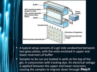 Page 12
• A typical setup consists of a gel slab sandwiched between
two glass plates, with the ends enclosed in upper and
lower reservoirs of buffer
• Samples to be run are loaded in wells at the top of the
gel, in conjunction with tracking dye. An electrical voltage
is applied between the upper and lower reservoirs,
causing the samples to migrate down through the gel.
 