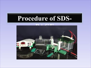 Page 13
Procedure of SDS-
PAGE
 