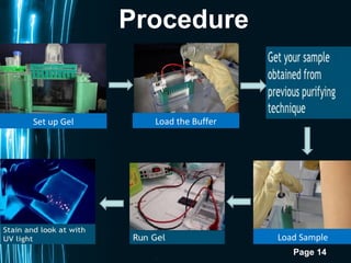 Page 14
Procedure
Set up Gel Load the Buffer
Load Sample
 