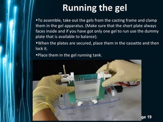 Page 19
Running the gel
•To assemble, take out the gels from the casting frame and clamp
them in the gel apparatus. (Make sure that the short plate always
faces inside and if you have got only one gel to run use the dummy
plate that is available to balance).
•When the plates are secured, place them in the cassette and then
lock it.
•Place them in the gel running tank.
 