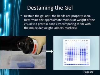Page 25
Destaining the Gel
• Destain the gel until the bands are properly seen.
Determine the approximate molecular weight of the
visualised protein bands by comparing them with
the molecular weight ladders(markers).
 