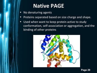 Page 29
• No denaturing agents
• Proteins separated based on size charge and shape.
• Used when want to keep protein active to study
conformation, self-association or aggregation, and the
binding of other proteins
Native PAGE
 