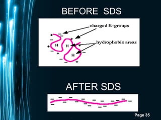 Page 35
BEFORE SDS
AFTER SDS
 