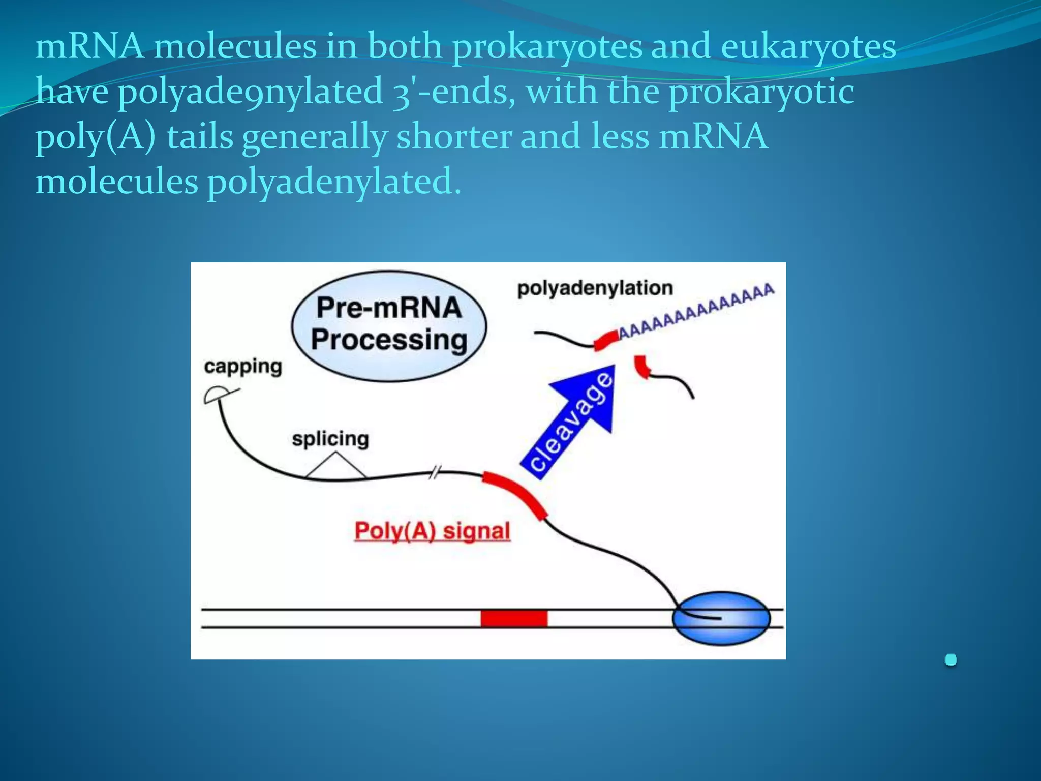 Polyadenylation | PPTX