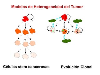 Modelos de Heterogeneidad del Tumor Células stem cancerosas Evolución Clonal 