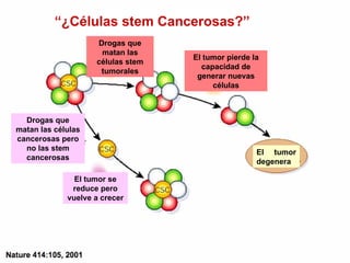 Nature 414:105, 2001 El tumor degenera El tumor pierde la capacidad de generar nuevas c élulas Drogas que matan las células stem tumorales Drogas que matan las células cancerosas pero no las stem cancerosas El tumor se reduce pero vuelve a crecer  “ ¿Células stem Cancerosas ?” 