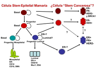 Luminal? C élula Stem Epitelial Mamaria  Progenitor Progenitor Luminal  Luminal  ER-/+ CK8/18 Muc1, ESA Progenitor Mioepitelial Mioepitelial  ER- CK14 CD10, SMA ER+? Basal Basal Basal ¿Célula “Stem Cancerosa”? ER+ PR+ HER2- ER- HER+ ER+? ? ? ? ER- PR- HER2- y BRCA1 ? 