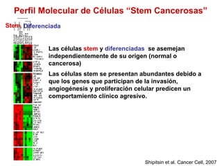 Perfil Molecular de Células “Stem Cancerosas” Shipitsin et al. Cancer Cell, 2007 Las c élulas  stem  y  diferenciadas   se asemejan independientemente de su origen (normal o cancerosa) Las células stem se presentan abundantes debido a que los genes que participan de la invasión, angiogénesis y proliferación celular predicen un comportamiento clínico agresivo.  Stem Diferenciada 