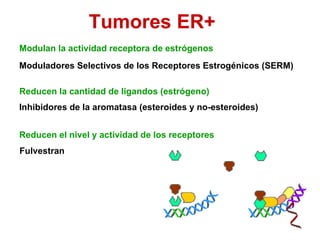 Tumores ER+  Moduladores Selectivos de los Receptores Estrogénicos (SERM) Inhibidores de la aromatasa (esteroides y no-esteroides) Reducen el nivel y actividad de los receptores  Modulan la actividad receptora de estrógenos Reducen la cantidad de ligandos (estrógeno) Fulvestran 