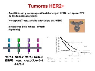 Tumores HER2+  Amplificación y sobreexpresión del oncogén HER2+ en aprox. 20%  de los tumores mamarios Herceptin (Trastuzumab)- anticuerpo anti-HER2  Inhibidores de la kinasa- Tykerb (lapatinib) HER-1 EGFR HER-2 neu,  c-erb-2 HER-3 c-erb-3 HER-4 c-erb-4 