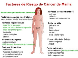Mutaciones/polimorfismos heredados Factores Medioambientales químicos radiación campos electromágneticos Factores prenatales y perinatales (peso al nacer, si hubo amamantamiento) Factores Reproductivos edad de la menarca edad de inicio de la menopausia edad del primer parto lactancia partos m últiples aborto Estilo de Vida psicosocial dieta tabaquismo alcohol ciclo sueño-vigilia Factores Sistémicos hormonas factores de crecimiento sistema inmunológico sistema nervioso Factores Locales microambiente ( densidad mamaria ) factores autocrinos factores paracrinos Hormonas Exógenas anticonceptivos HRT (terapia de reemplazo hormonal) Prevención de la Quimio anti-estrógenos AINES Factores de Riesgo de C áncer de Mama 