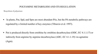 POLYAMINE METABOLISM AND ITS REGULATION
Biosynthesis of polyamines:
 In plants, Put, Spd, and Spm are most abundant PAs, but the PA metabolic pathways are
regulated by a limited number of key enzymes (Tiburcio et al. 1997).
 Put is produced directly from ornithine by ornithine decarboxylase (ODC, EC 4.1.1.17) or
indirectly from arginine by arginine decarboxylase (ADC, EC 4.1.1.19) via agmatine
(Agm).
 