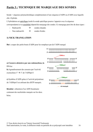 Partie 3 : TECHNIQUE DE MARQUAGE DES SONDES

Sonde = séquence polynucléotidique complémentaire d’une séquence d’ADN ou d’ARN avec laquelle
elle s’hybride.
L’hybridation est spécifique (seule la sonde spécifique pourra s’apparier avec la séquence
correspondante) et sa sensibilité dépend du marquage des sondes. Ce marquage peut être de deux types :
    -    Radioactifs                  sondes chaudes
    -    Non radioactifs              sondes froides


1) NICK TRANSLATION


But : couper des petits bouts d’ADN pour les remplacer par de l’ADN marqué




a) Cassures aléatoires par une endonucléase, la
DNAse
b) Agrandissement des cassures par l’activité
exonucléase 5’  3’ de l’ADNpol I


c) Synthèse d’ADN grâce à l’activité polymérase
de l’ADNpol I en utilisant des dXTP marqués.


Résultat : obtention d’un ADN bicaténaire
contenant des nucléotides marqués sur les deux
brins.




© Tous droits réservés au Tutorat Associatif Toulousain
Sauf autorisation, la vente, la diffusion totale ou partielle de ce polycopié sont interdites   16
 