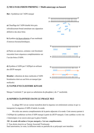 2) MULTI-RANDOM PRIMING = Multi-amorçage au hasard


But : Synthétiser de l’ADN marqué




a) Chauffage de l’ADN double brin puis
refroidissement brutal entraînant une séparation
définitive des deux brins


b) Synthèse de façon aléatoire d’une multitude
d’amorces hexanucléotidiques.



c) Parmi ces amorces, certaines vont forcément
rencontrer leurs séquences complémentaires sur
l’un des brins d’ADN.



d) Synthèse d’ADN par l’ADNpol en utilisant
des dXTP marqués


Résultat : obtention de deux molécules d’ADN
bicaténaires dont un seul brin est marqué (par
molécule)
3) T4 POLYNUCLEOTIDE KINASE

Marque l’extrémité 5’ par ajout ou substitution du phosphate γ du 1er nucléotide.


4) SONDES CLONNEES DANS LE PHAGE M13

       Le phage M13 est un vecteur monobrin dont la séquence est entièrement connue et qui va
transporter la séquence d’ADN d’intérêt, la sonde.
       On créée une amorce complémentaire de la partie adjacente à la sonde. Cette amorce permet à
l’ADNpol de synthétiser un brin d’ADN marqué à partir de dXTP marqués. Cette synthèse va très vite
s’interrompre et ne couvre ainsi que le gène d’intérêt.
NB : la sonde elle-même n’est pas marquée, c’est son complémentaire.
© Tous droits réservés au Tutorat Associatif Toulousain
Sauf autorisation, la vente, la diffusion totale ou partielle de ce polycopié sont interdites   17
 