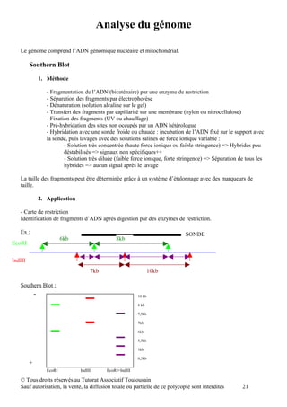 Analyse du génome

   Le génome comprend l’ADN génomique nucléaire et mitochondrial.

         Southern Blot

                 1. Méthode

                    - Fragmentation de l’ADN (bicaténaire) par une enzyme de restriction
                    - Séparation des fragments par électrophorèse
                    - Dénaturation (solution alcaline sur le gel)
                    - Transfert des fragments par capillarité sur une membrane (nylon ou nitrocellulose)
                    - Fixation des fragments (UV ou chauffage)
                    - Pré-hybridation des sites non occupés par un ADN hétérologue
                    - Hybridation avec une sonde froide ou chaude : incubation de l’ADN fixé sur le support avec
                    la sonde, puis lavages avec des solutions salines de force ionique variable :
                            - Solution très concentrée (haute force ionique ou faible stringence) => Hybrides peu
                            déstabilisés => signaux non spécifiques++
                            - Solution très diluée (faible force ionique, forte stringence) => Séparation de tous les
                            hybrides => aucun signal après le lavage

   La taille des fragments peut être déterminée grâce à un système d’étalonnage avec des marqueurs de
   taille.

                 2. Application

   - Carte de restriction
   Identification de fragments d’ADN après digestion par des enzymes de restriction.

   Ex :                                                                           SONDE
                            6kb                    8kb
EcoRI


IndIII
                                        7kb                          10kb

   Southern Blot :
             -                                               10 kb

                                                             8 kb

                                                             7,5kb

                                                             7kb

                                                             6kb

                                                             5,5kb

                                                             1kb

                                                             0,5kb
         +
                    EcoRI          IndIII     EcoRI+IndIII

   © Tous droits réservés au Tutorat Associatif Toulousain
   Sauf autorisation, la vente, la diffusion totale ou partielle de ce polycopié sont interdites           21
 