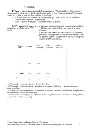 b. Exemples

       1ère étape : synthèse et marquage de l’oligonucléotide au 32P (radioactif) puis électrophorèse.
L’ON marqué va migrer en fonction de sa taille et de sa charge vers l’anode (apparition d’une bande).
Puis on met cet ON en présence d’une solution de protéines :
       - si fixation protéique : 1 bande + 1 bande retardée qui a migré moins loin car plus lourde
            (formation de complexes ON-protéines)
       - si pas de fixation protéique : 1 seule bande comme le témoin

       La 2ème étape consiste à savoir si cette liaison est spécifique. Pour cela on ajoute un compétiteur
(de séquence très différente de l’ON) :       - si la liaison est non spécifique, une partie de la bande
retardée                                      disparaîtra.
                                              - si la liaison est spécifique, la bande restera inchangée en
                                              présence d’un compétiteur de séquence très différente alors
                                              qu’elle aura tendance à disparaître en présence d’une grande
                                              quantité de l’ON non marqué.




2 : ON marqué + solution protéique => Retard donc fixation
3 : ON marqué + solution protéique + compétiteur de séquence différente => pas de changement =>
liaison spécifique
4 : ON marqué + solution protéique + compétiteur de séquence différente => diminution du signal de la
bande retardée => liaison non spécifique
5 : ON marqué + solution protéique + ON non marqué en grande quantité => diminution du signal de la
bande retardée => liaison spécifique




© Tous droits réservés au Tutorat Associatif Toulousain
Sauf autorisation, la vente, la diffusion totale ou partielle de ce polycopié sont interdites     27
 