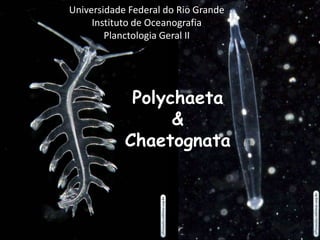 Polychaeta
&
Chaetognata
Universidade Federal do Rio Grande
Instituto de Oceanografia
Planctologia Geral II
 
