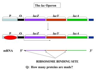 The  lac  Operon P O lacZ lacY lacA P O lacZ lacY lacA mRNA 5’ 3’ RIBSOSOME BINDING SITE Q:  How many proteins are made? 
